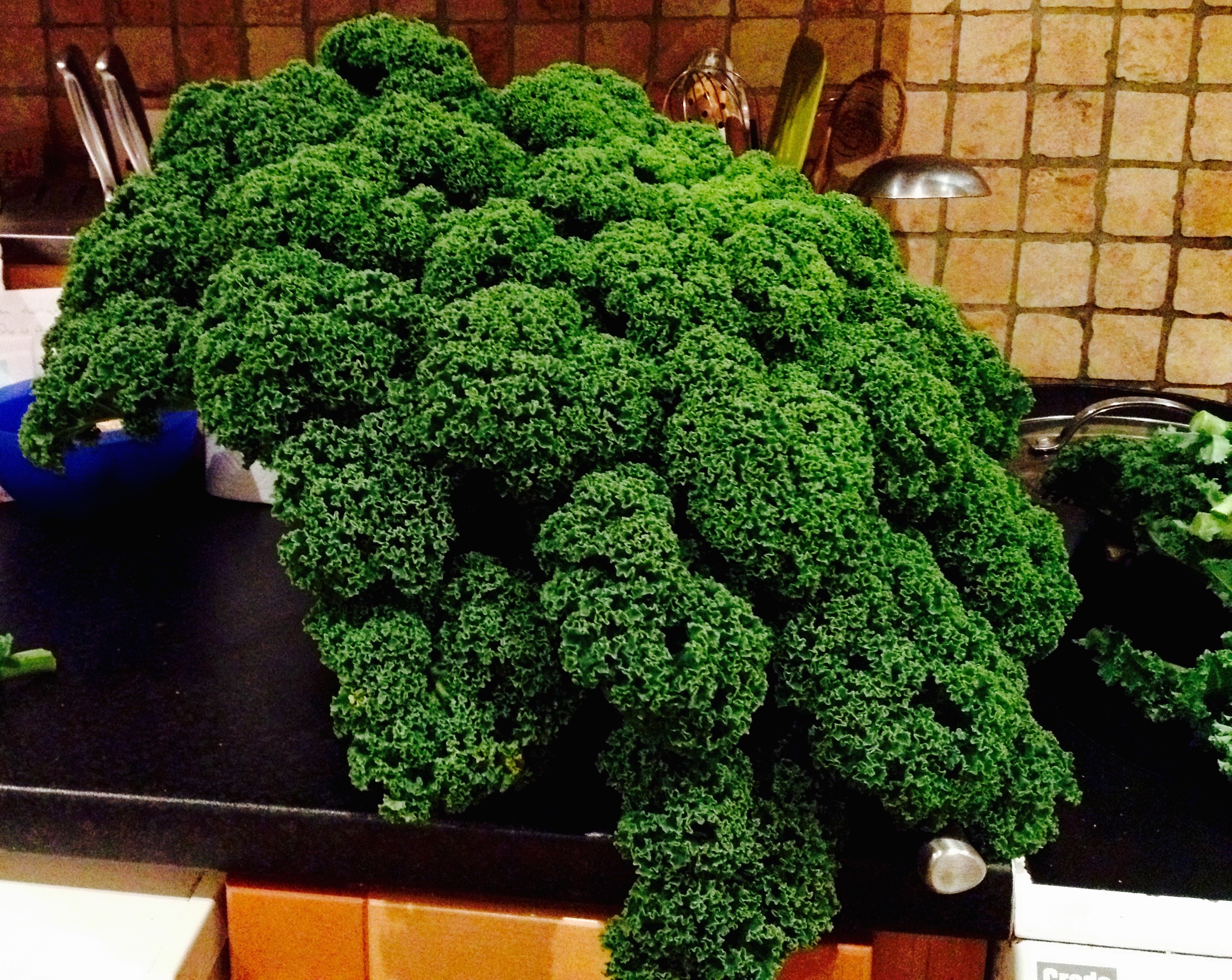 99p for this beautiful branch of Kale.