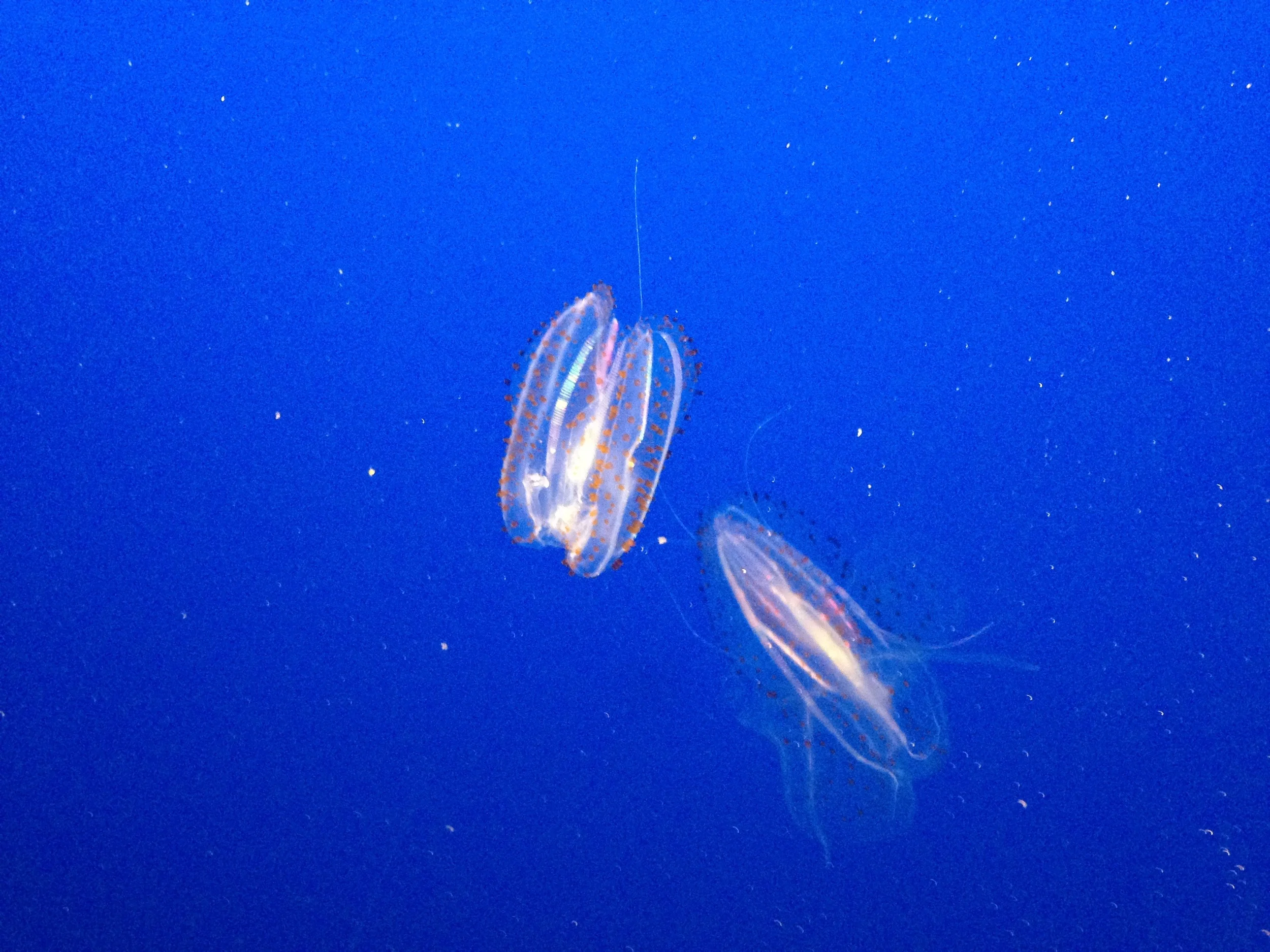 Dementia:What do Running and Chewing your food have to do with it?