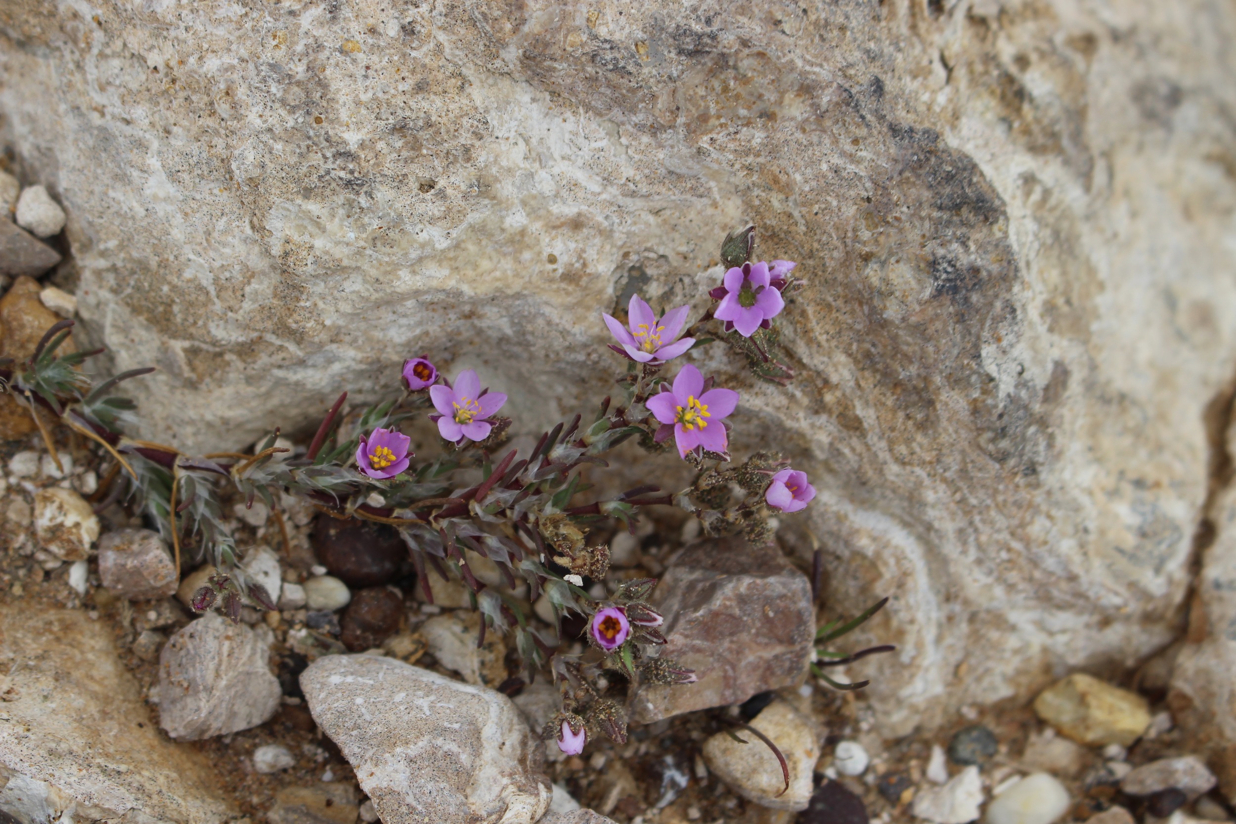 Hidden flowers.