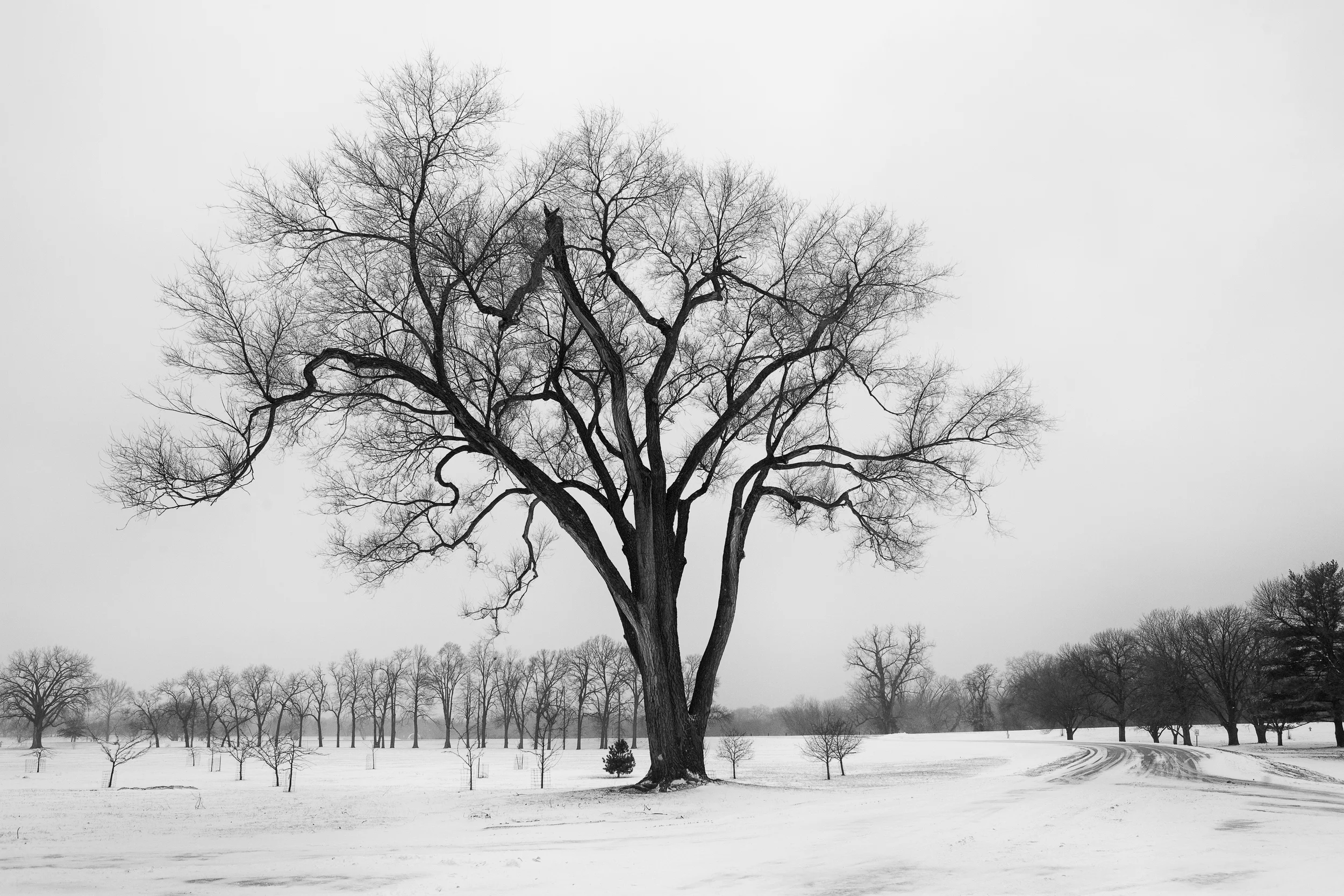 Lone Tree