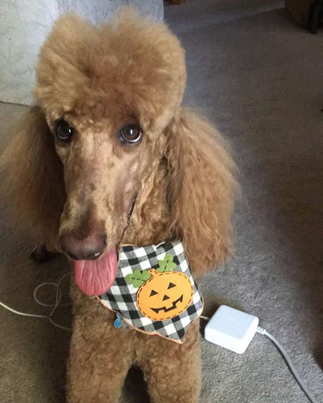 Just look at that face 😍🐶 #poodlepals #spoo #instapoodle #instadog #standardpoodle