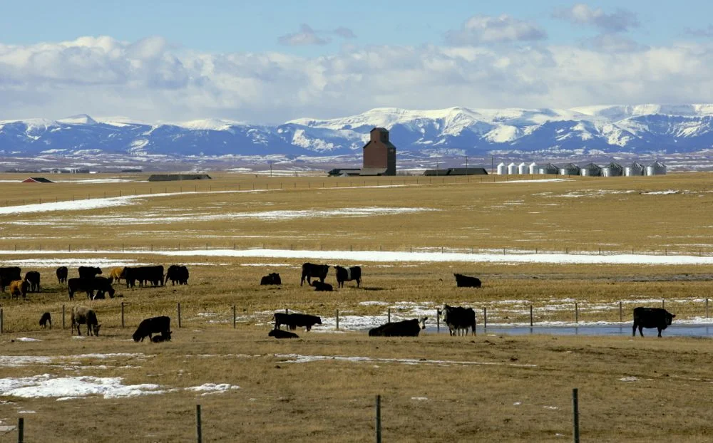 cattle2.jpg