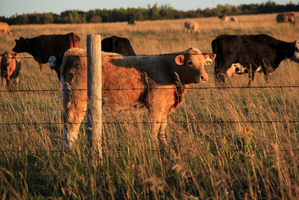 cattle.jpg