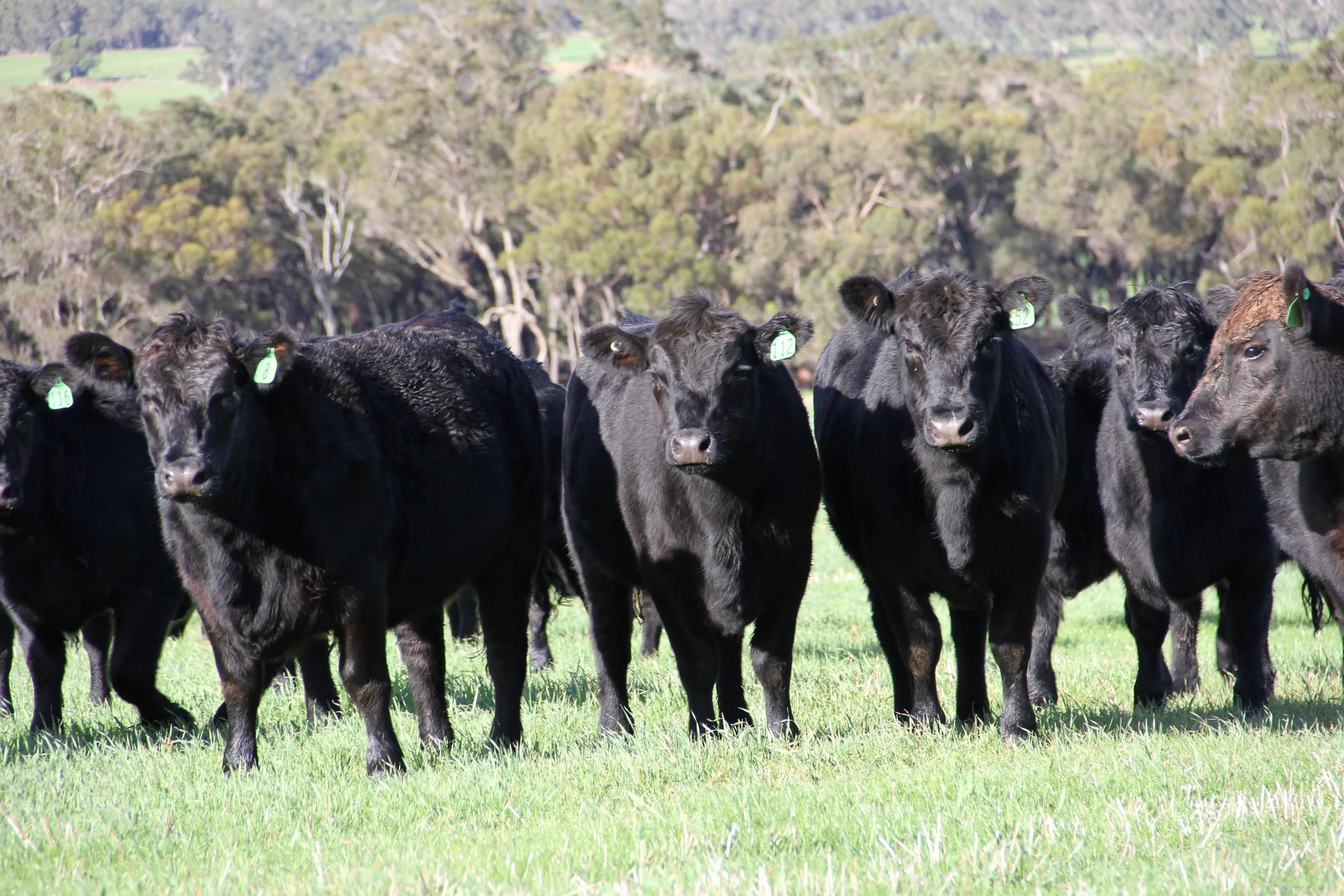 Cattle.jpg