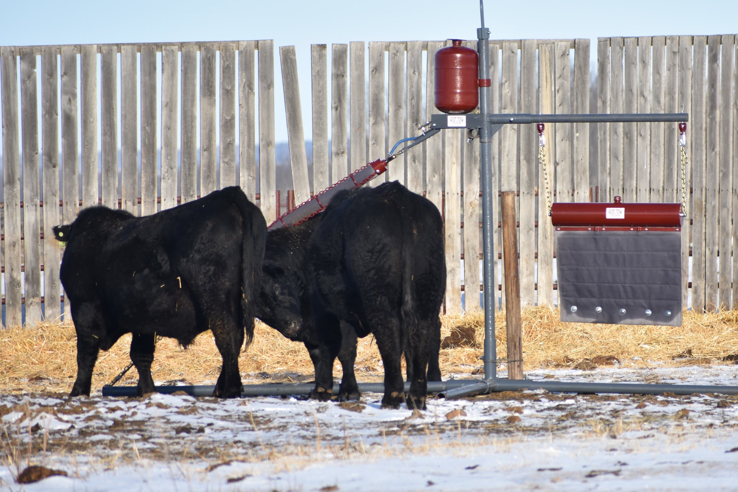 andrew stewart black bulls.JPG