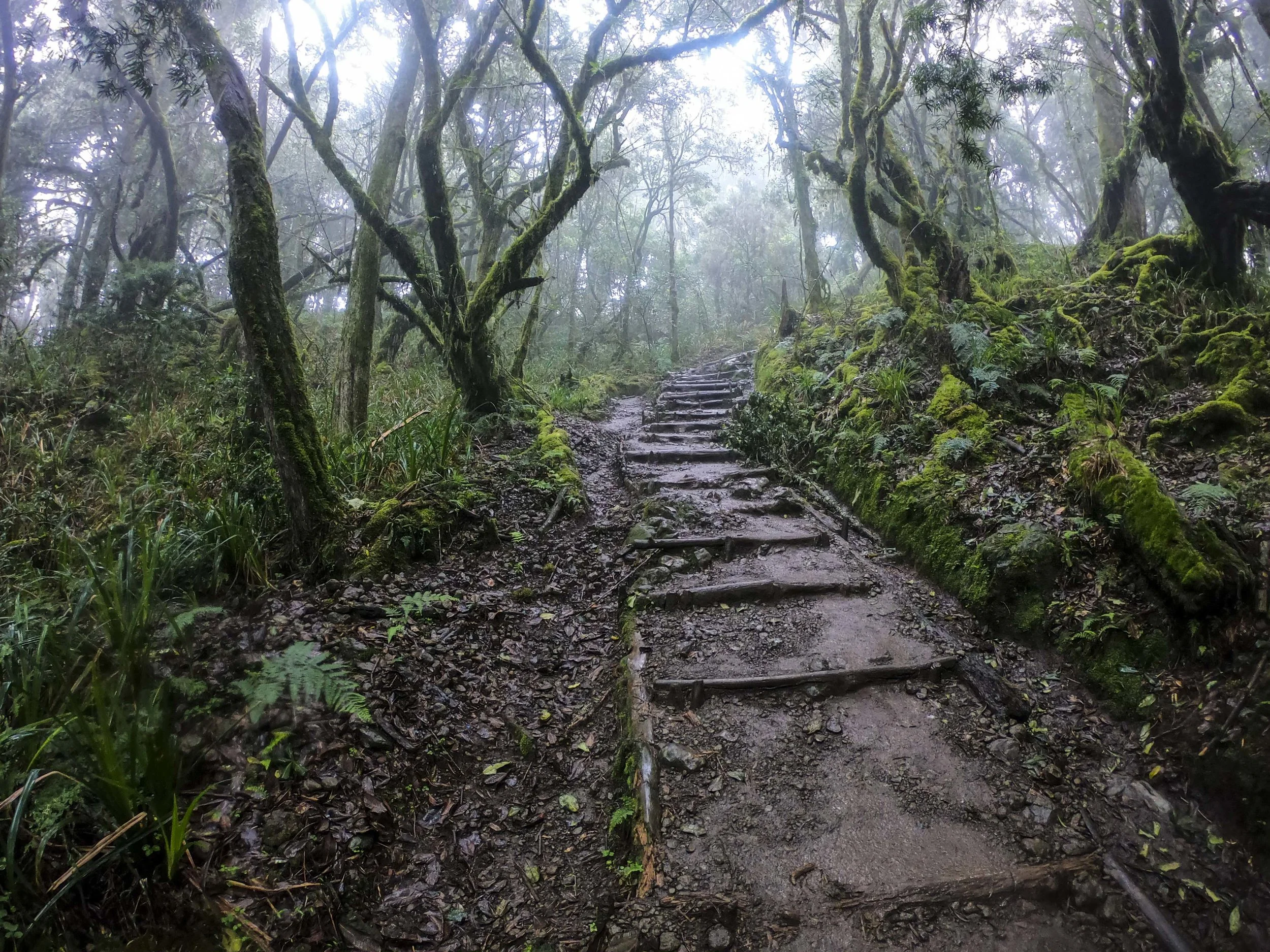 Kili2-190626-3.jpg