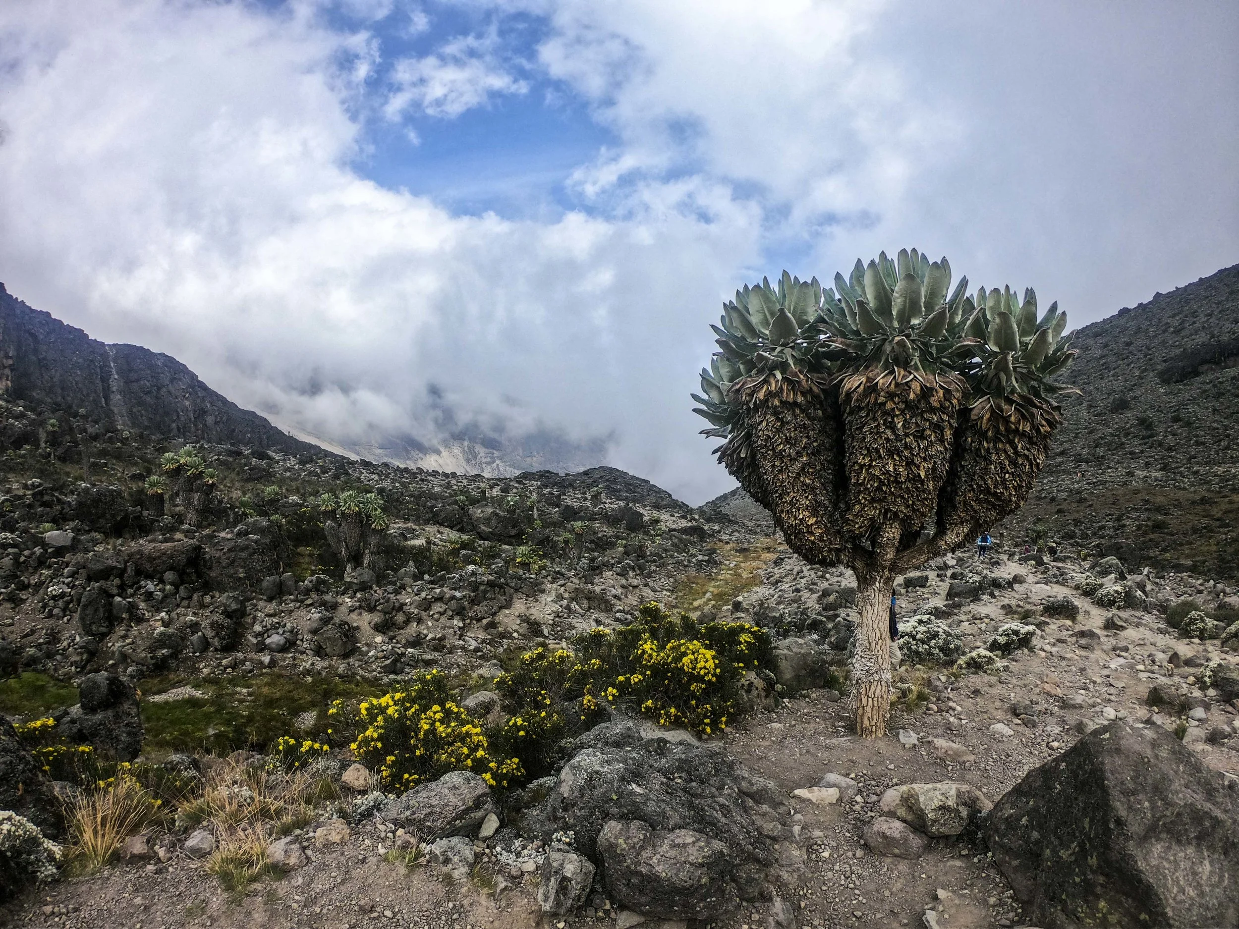 Kili2-190626-16.jpg