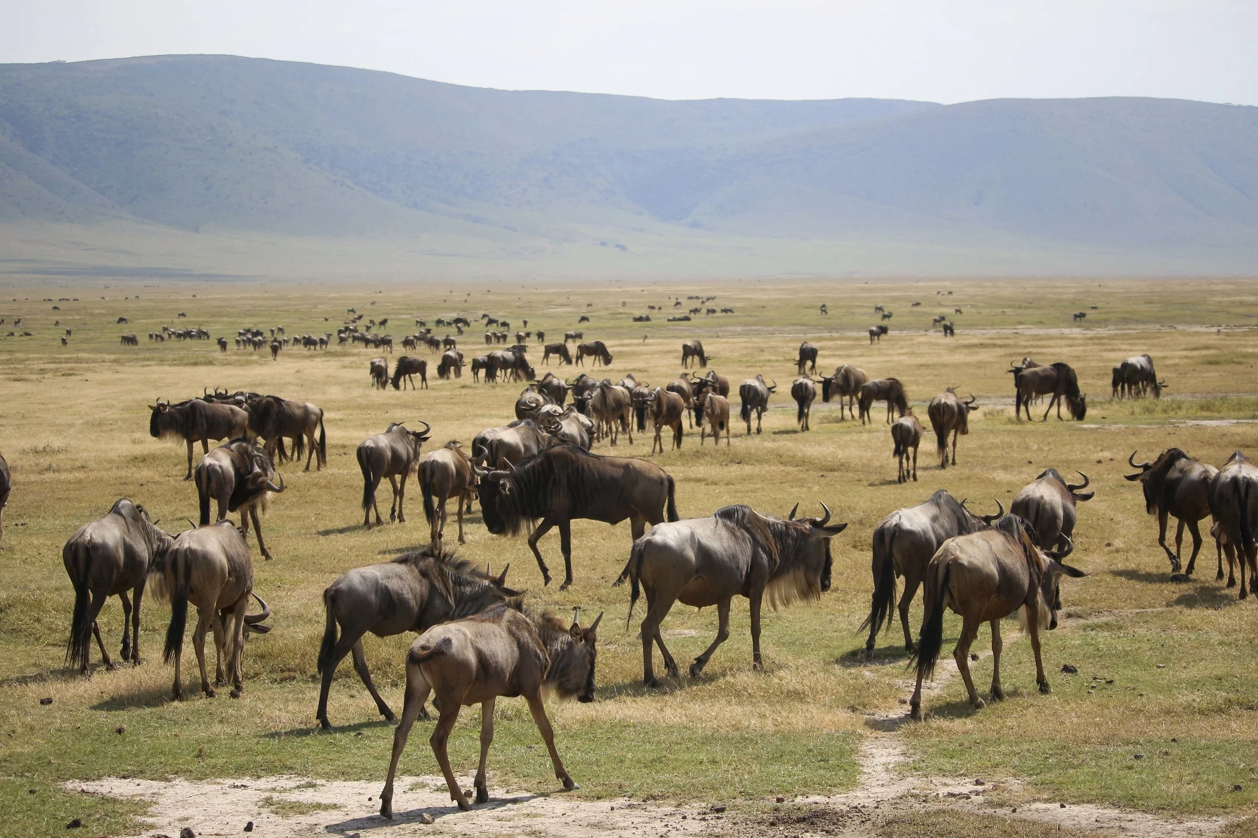 Kili2-190626-52.jpg