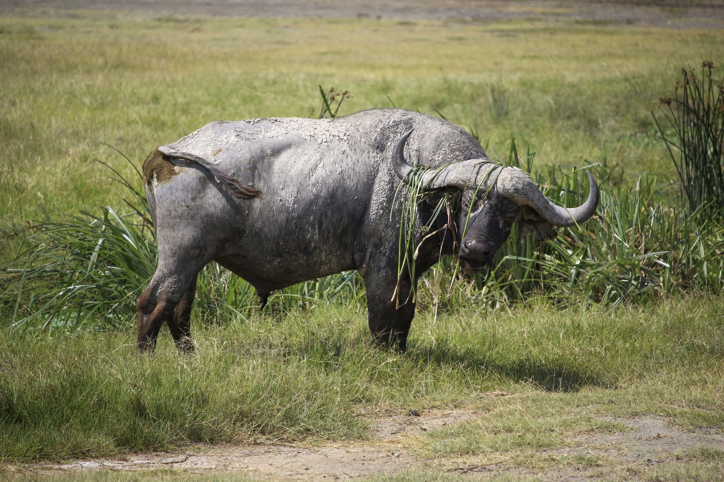 Kili2-190626-55.jpg