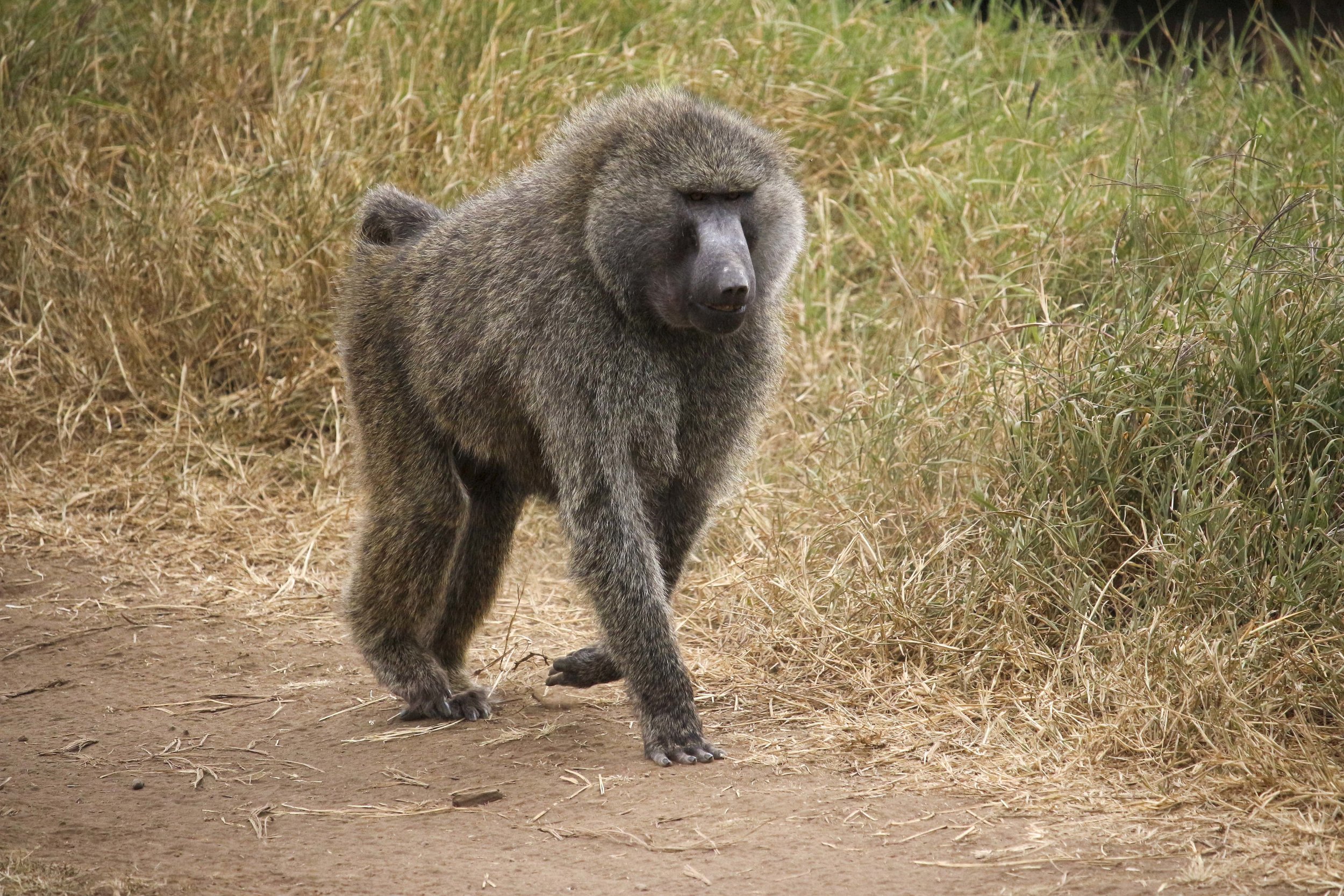 Kili2-190626-61.jpg