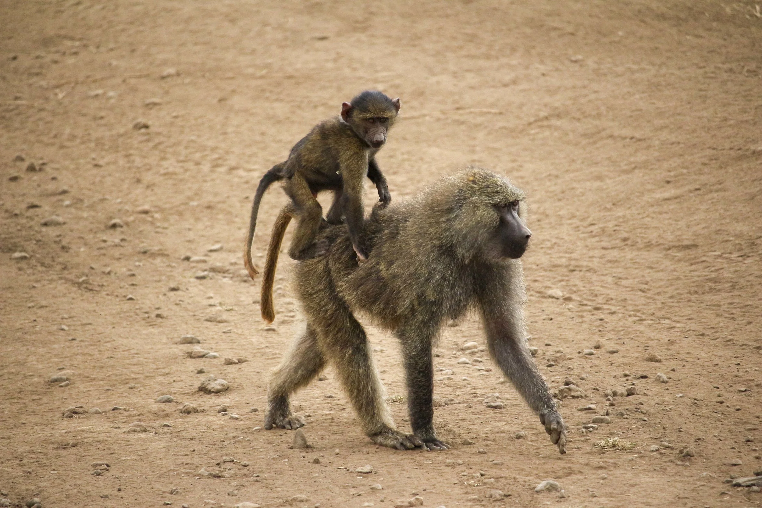 Kili2-190626-62.jpg