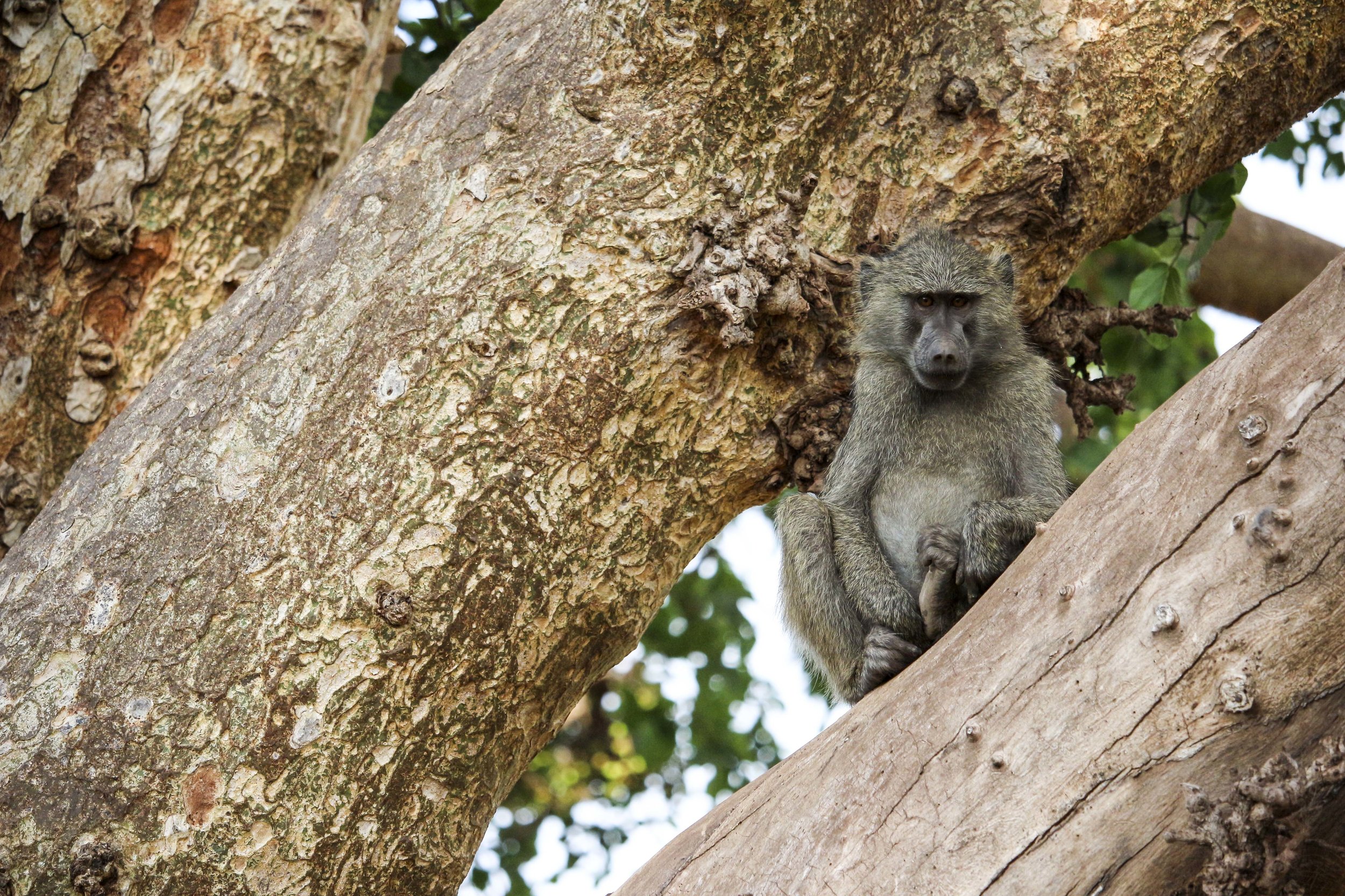 Kili2-190626-68.jpg