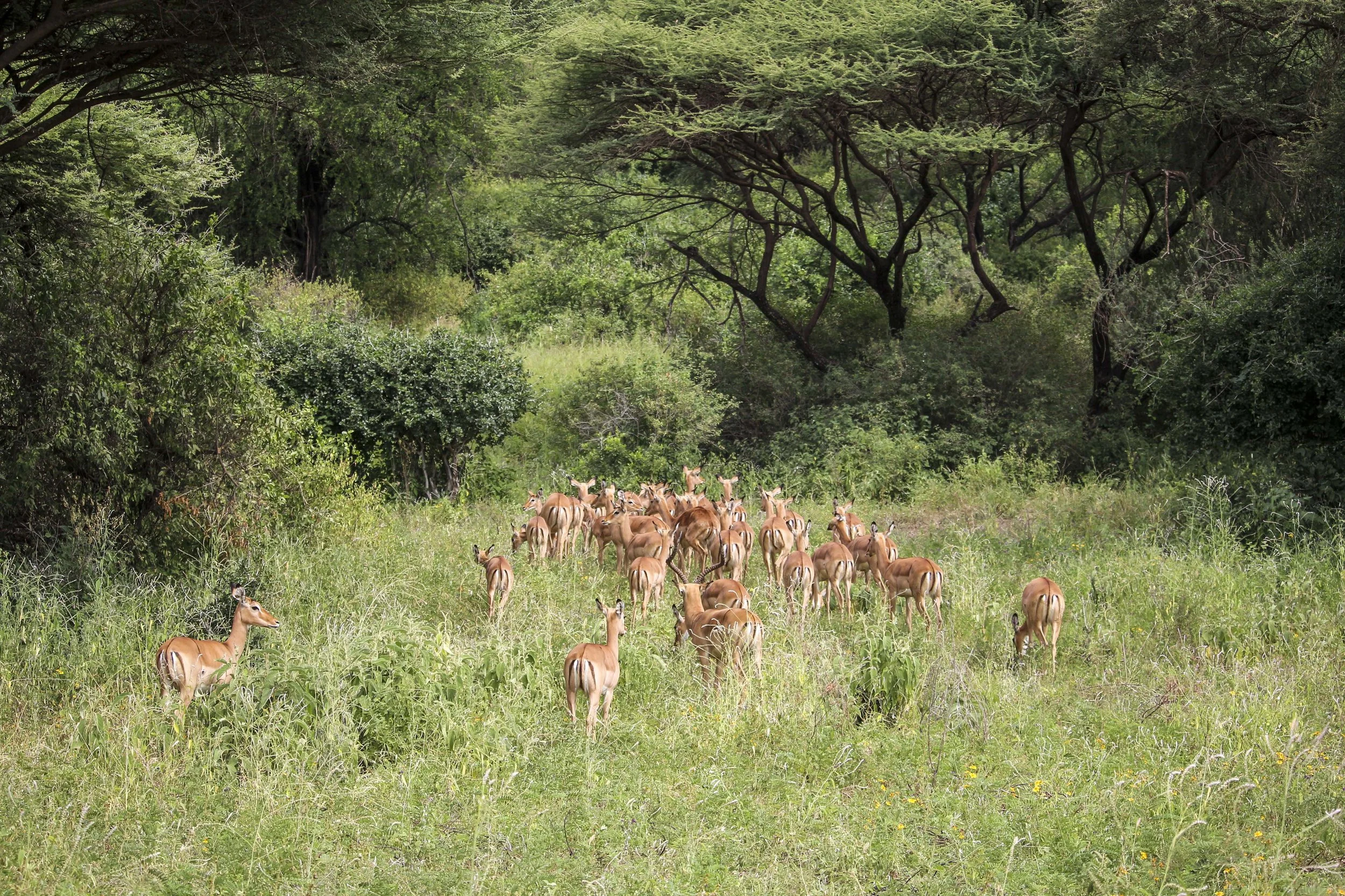 Kili2-190626-72.jpg