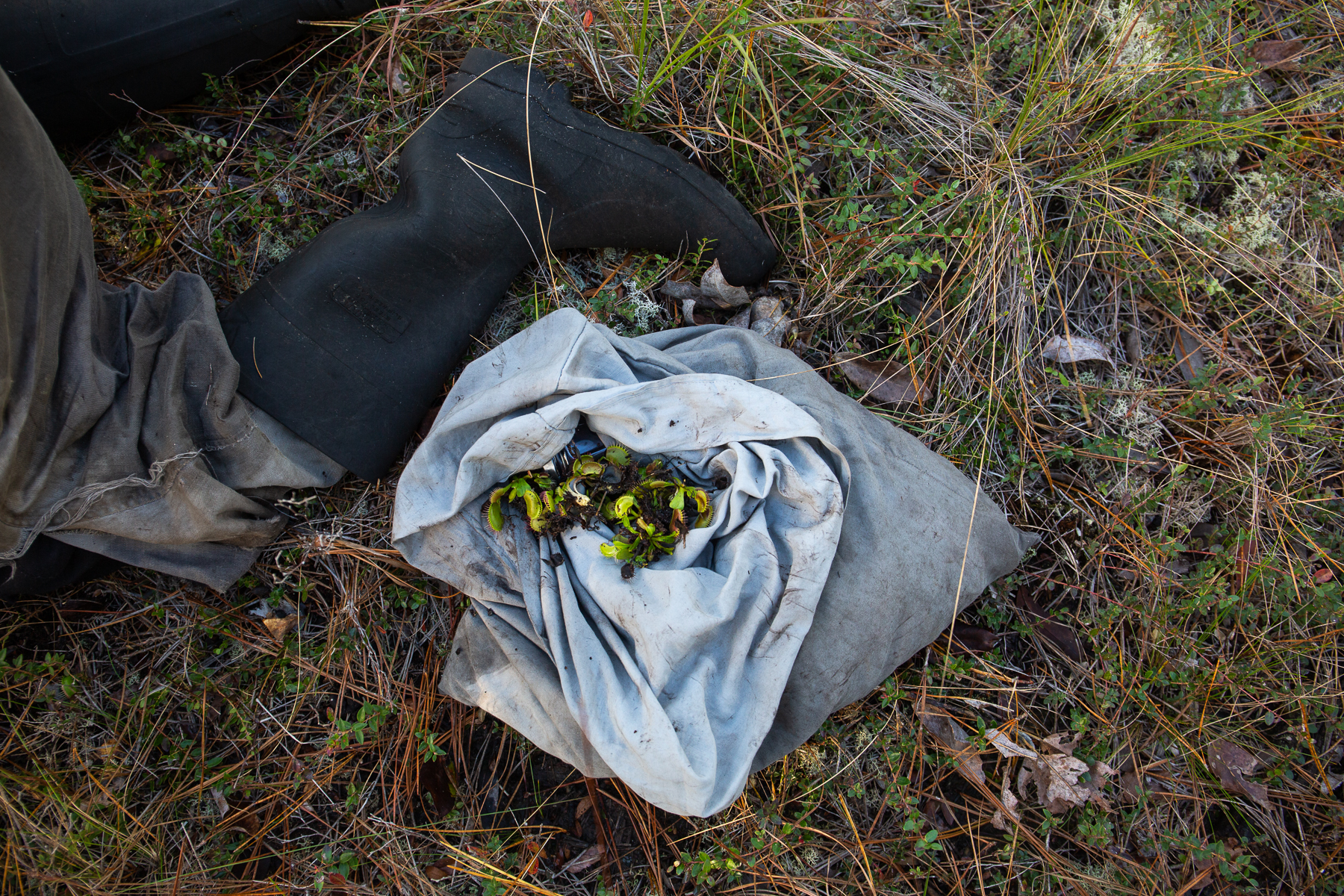 Flytraps_NinaRiggio_Bootsandtraps (1 of 1).jpg