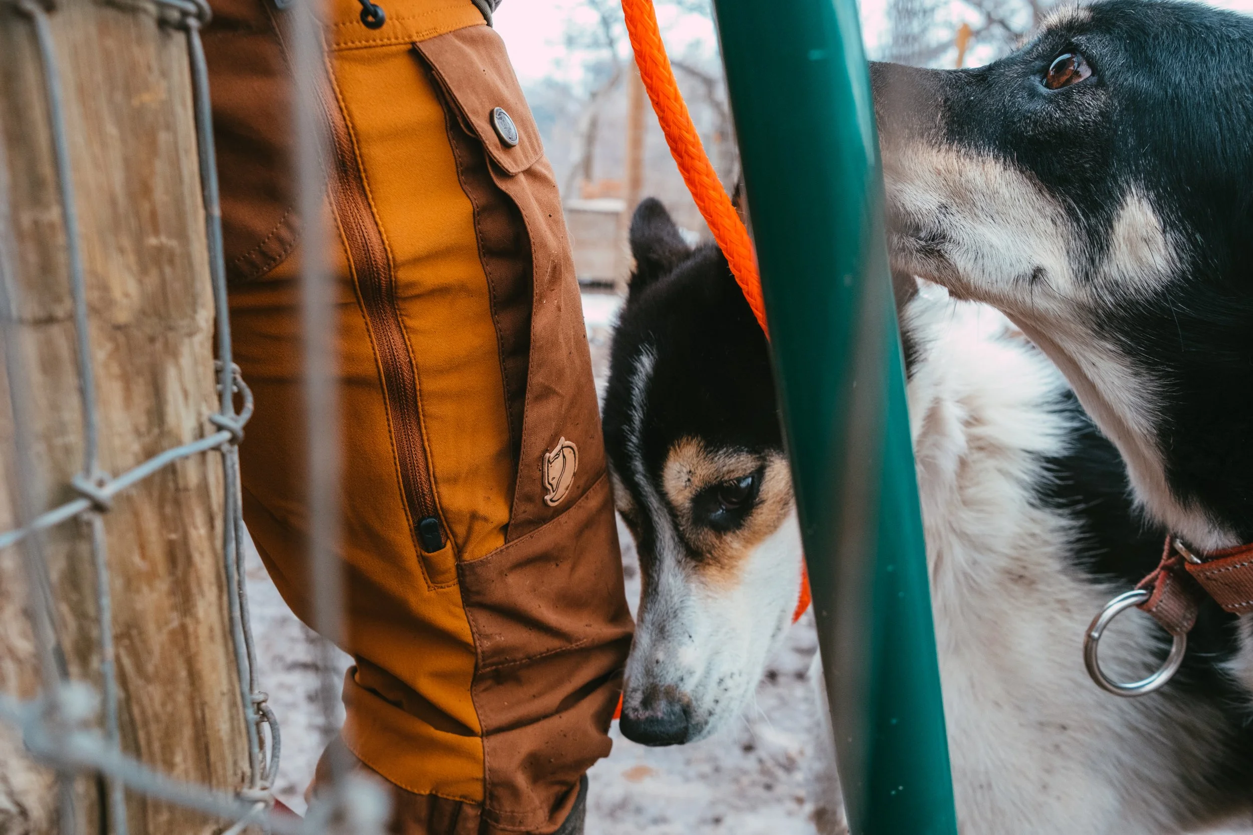 DogSledding_Fjallraven_03_30_202429.JPG