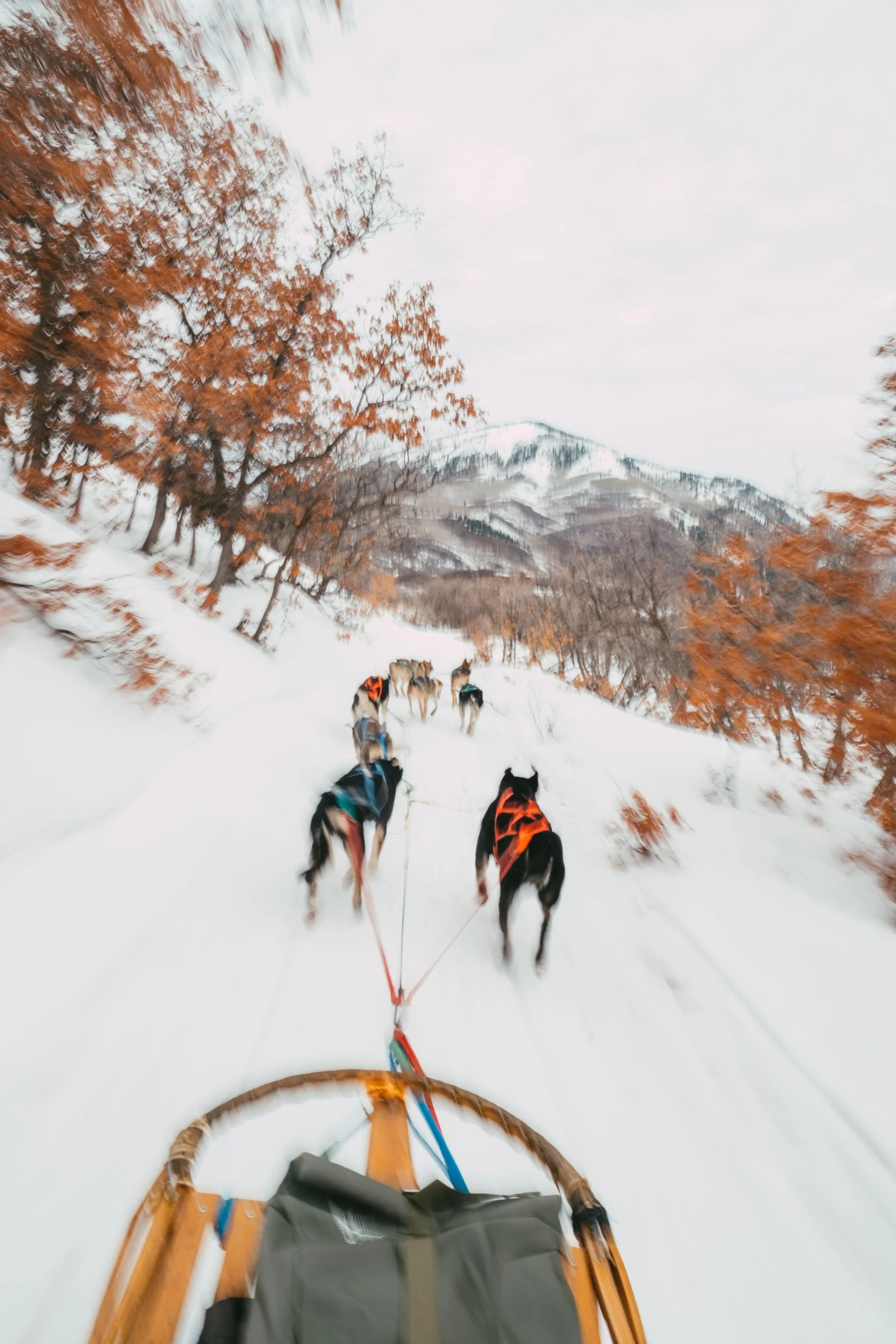 DogSledding_Fjallraven_03_30_202435.JPG