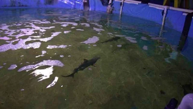 090617poolsharks.jpg