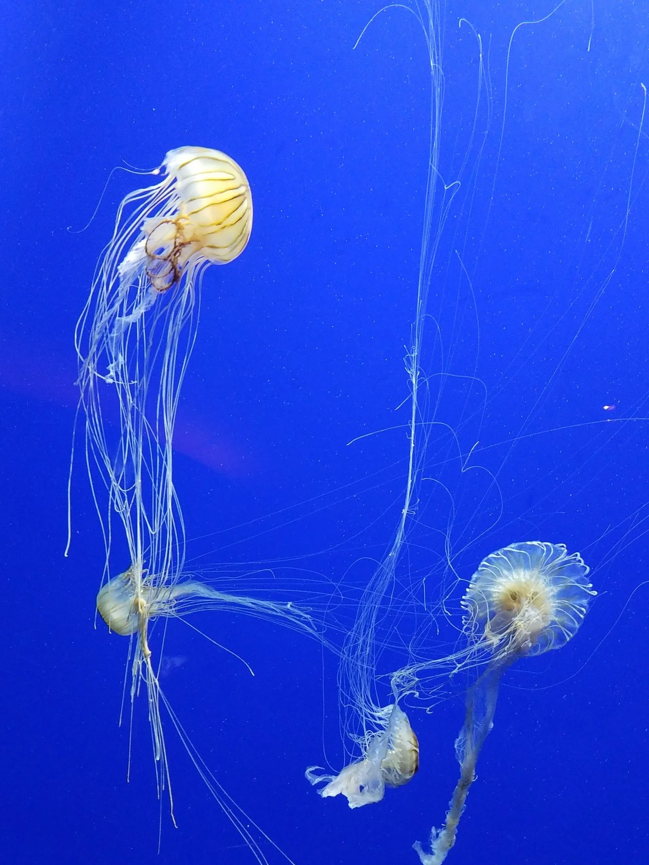 There are over 2,000 known species of j ellyfish roaming our seas, with an estimated 300,000 yet to be discovered! Here are just a few that were seen by traveler’s Amanda + Kelly at the Georgia Aquarium in Atlanta !