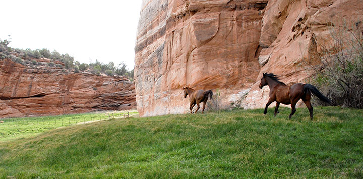 horses-running-angel-canyon_0.jpg