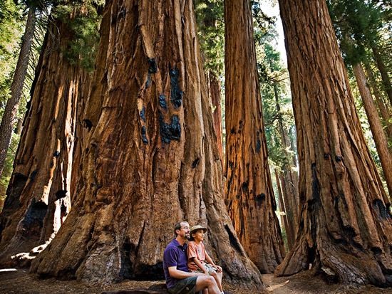 sequoia-fatherson.jpg