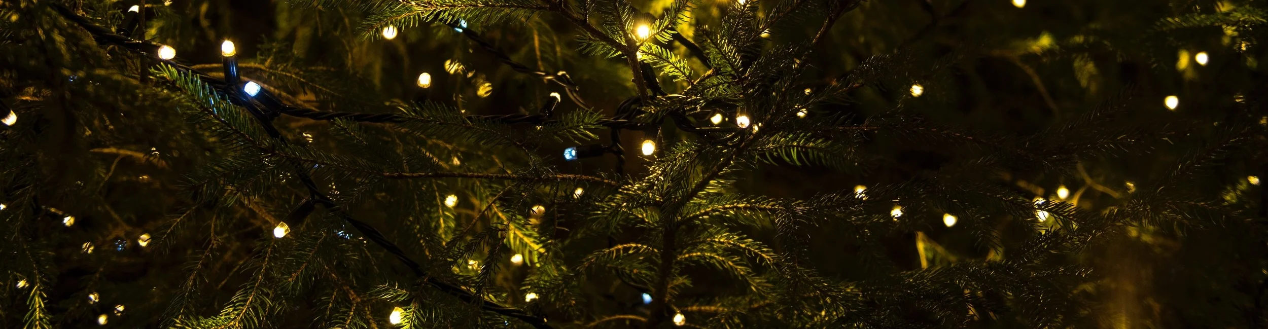 pine.jpg