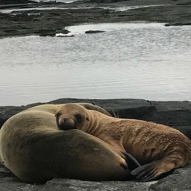 Wishing everyone a wonderful Mother&rsquo;s Day celebration. 💜#galapagos2018 #motherdaughtertrip #lindbladexpeditions #cadencememories #luxurytravel #dreamnowtravellater #galapagos #ecuador