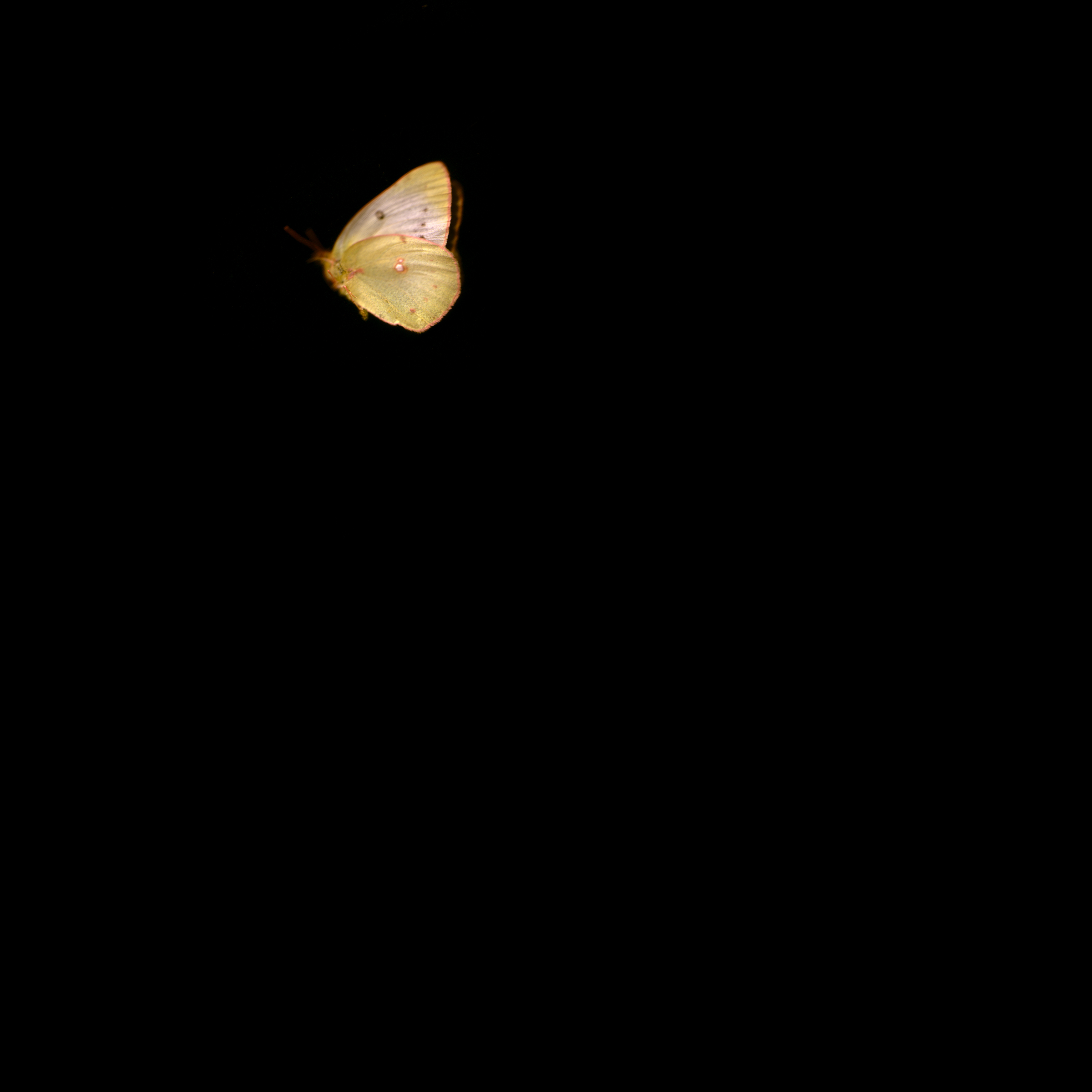 Mourning Lightness, 2005