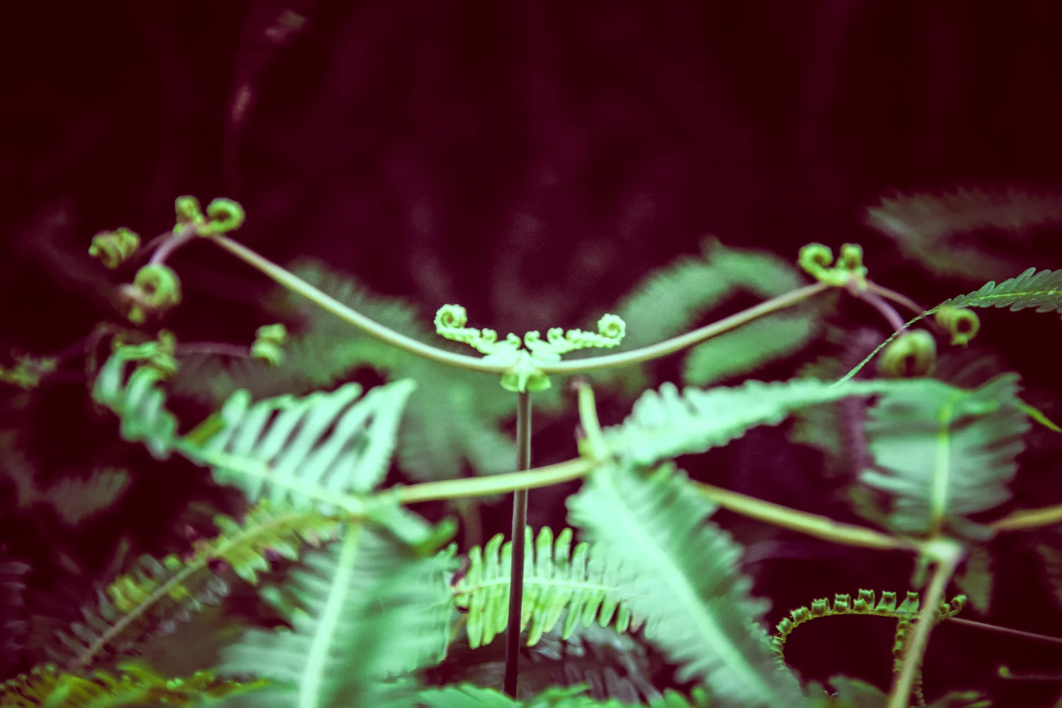 2012_12_1_Hawaii_Vacation-829.jpg