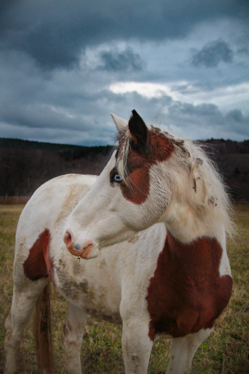 horseofcourse.jpg