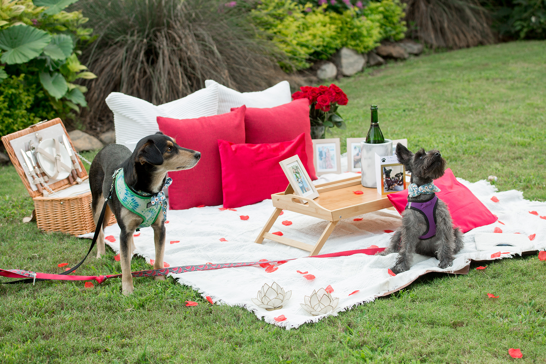 Rock Quarry Garden engagement photos | Christine Scott Photography