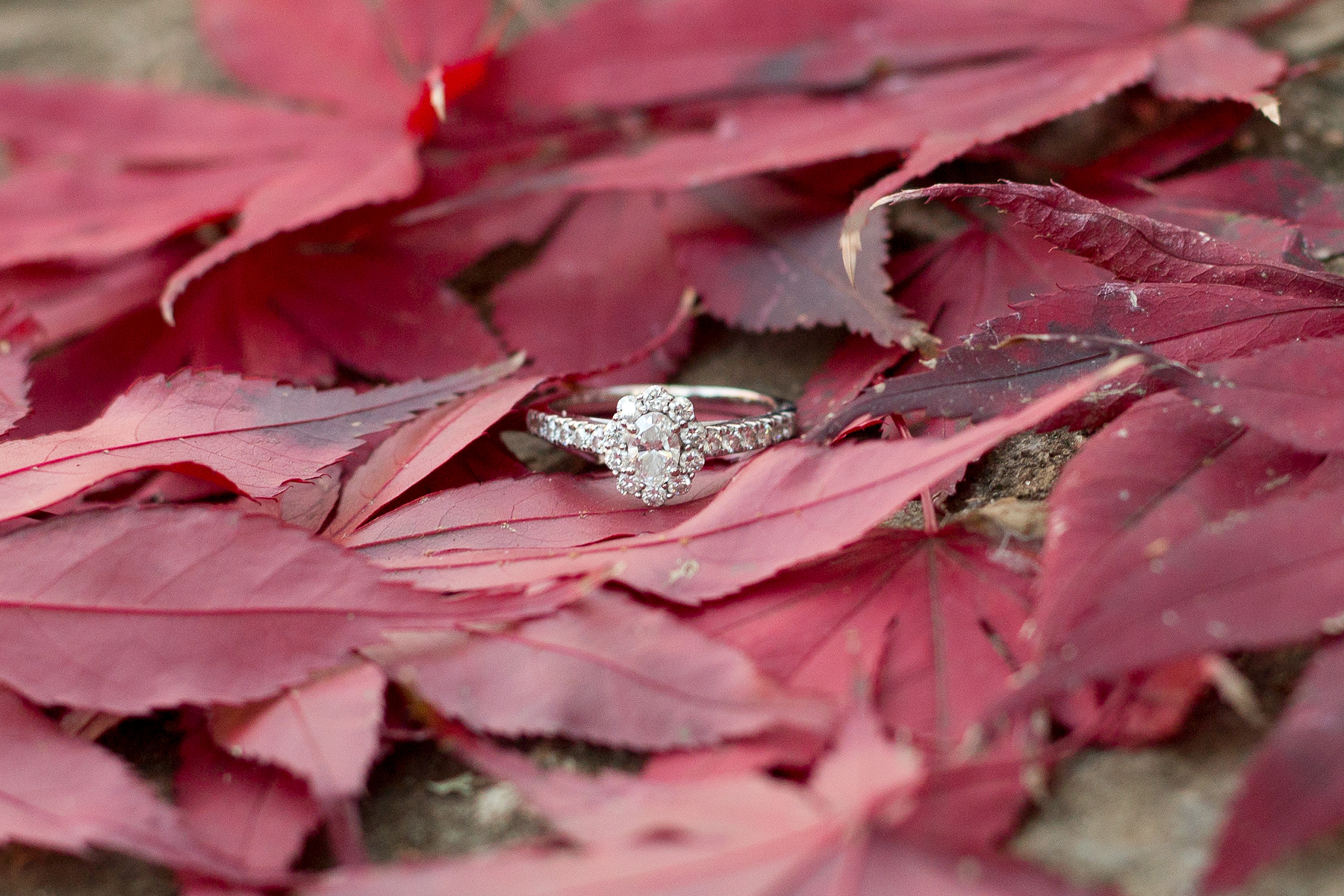 Engagement photos in Greenville, South Carolina