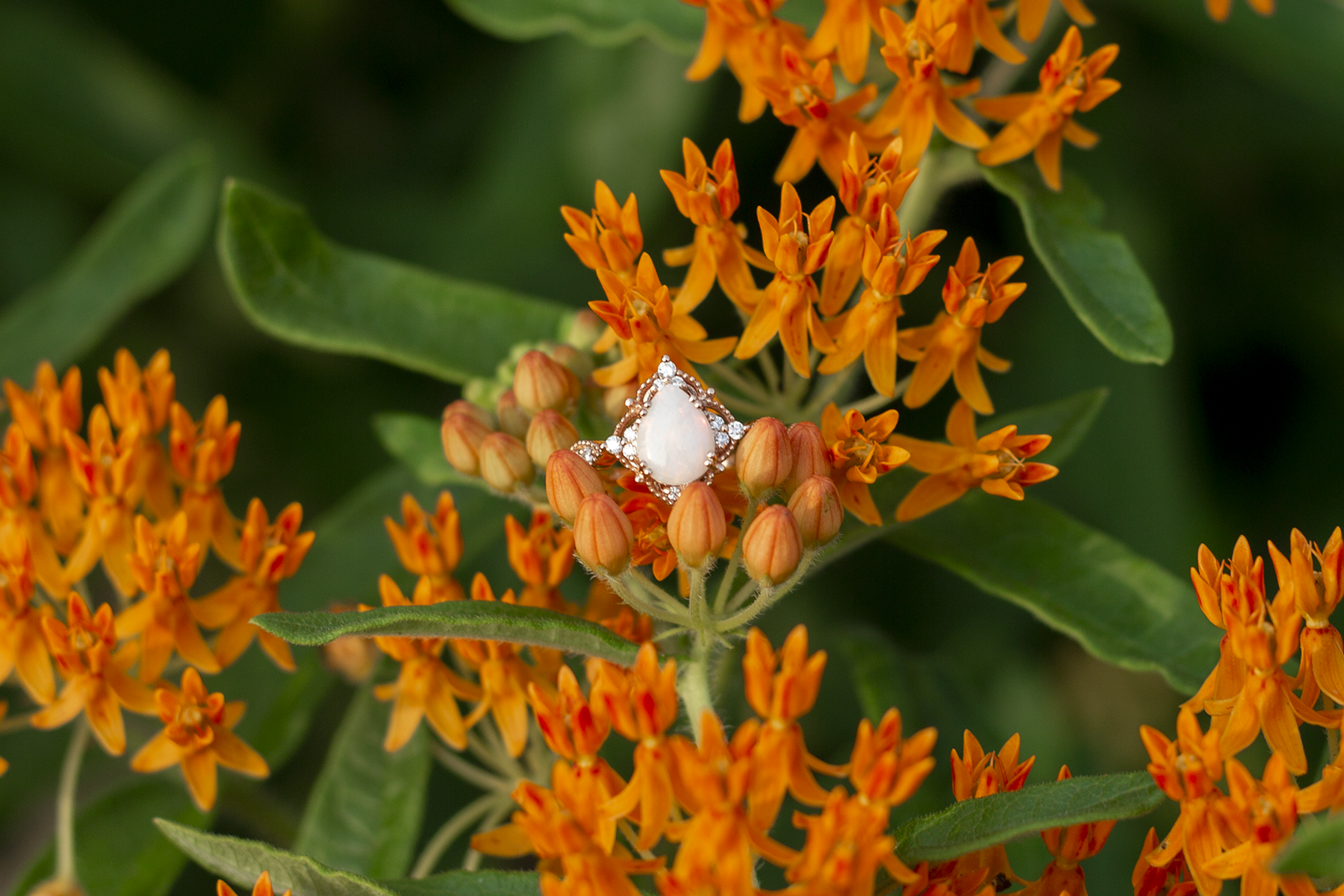 Engagement photos in South Carolina Botanical Gardens | Christine Scott Photography