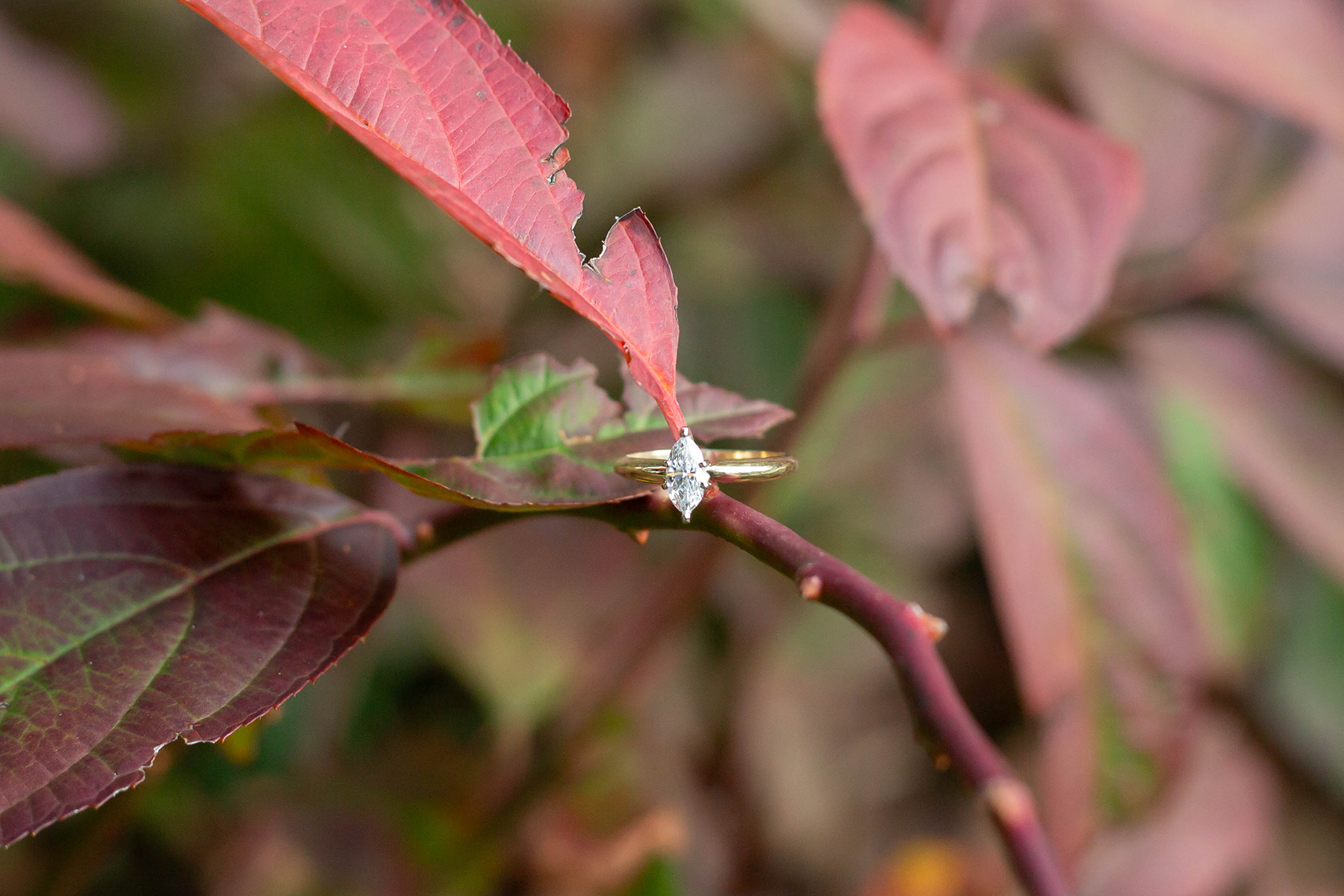 Engagement photos in Greenville, SC | Christine Scott Photography