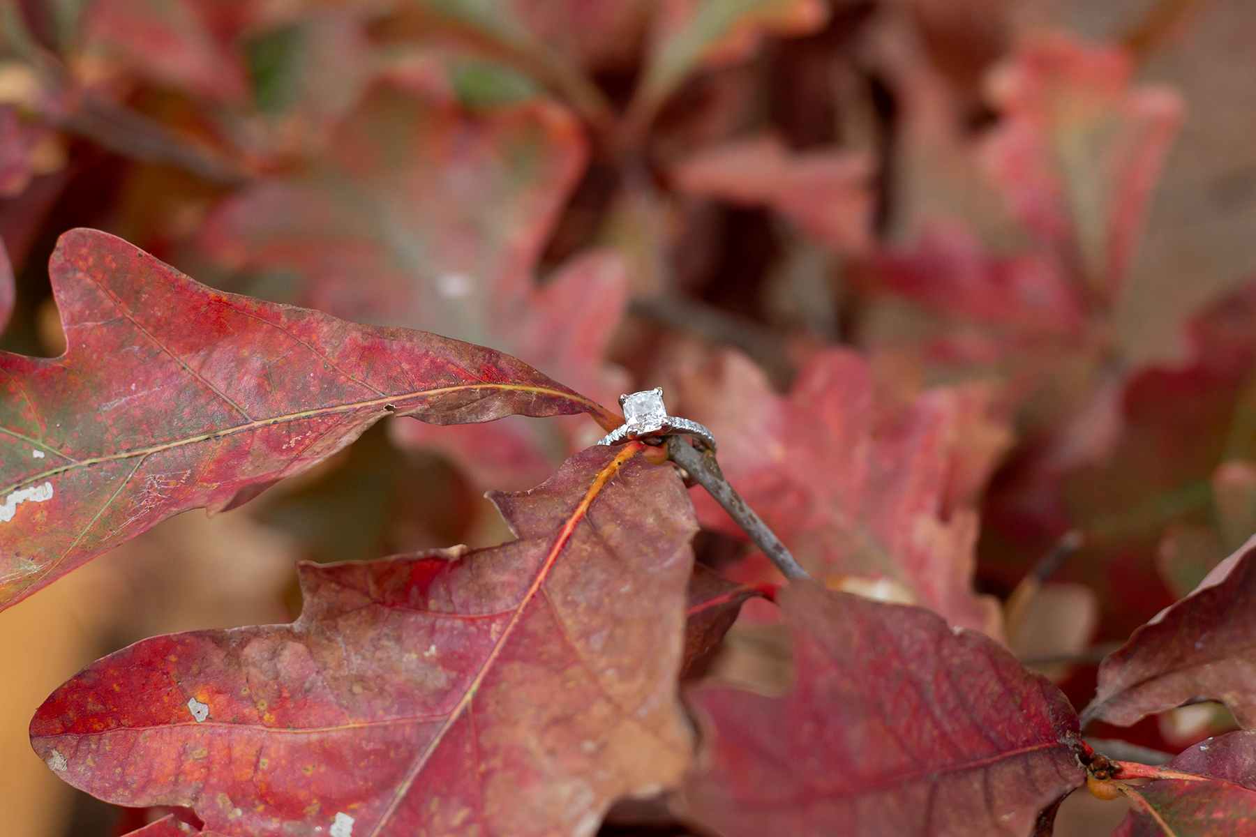 Fall engagement photos in South Carolina | Christine Scott Photography