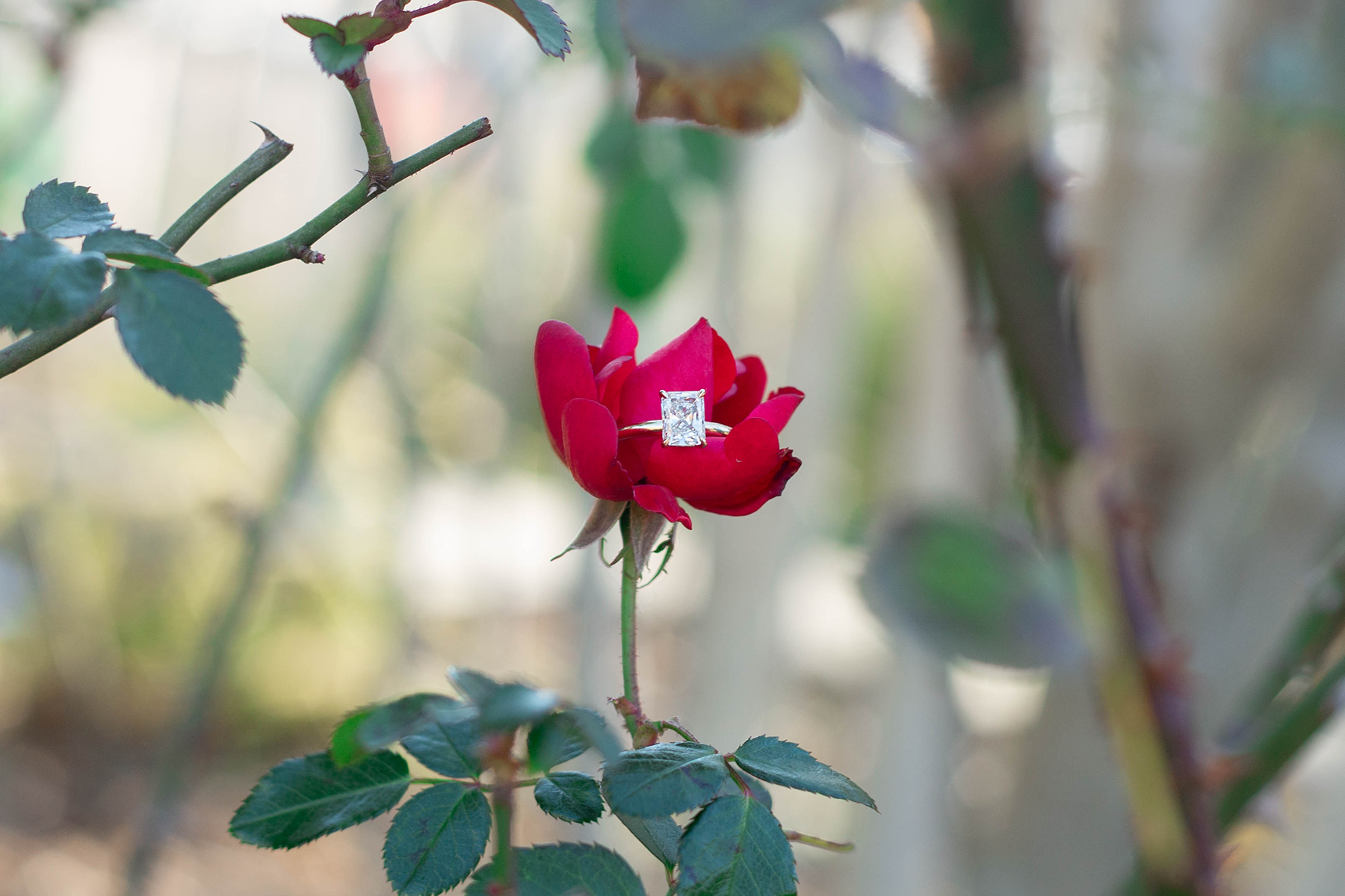 Engagement photos at Lake Lure Flowering Bridge | Christine Scott Photography