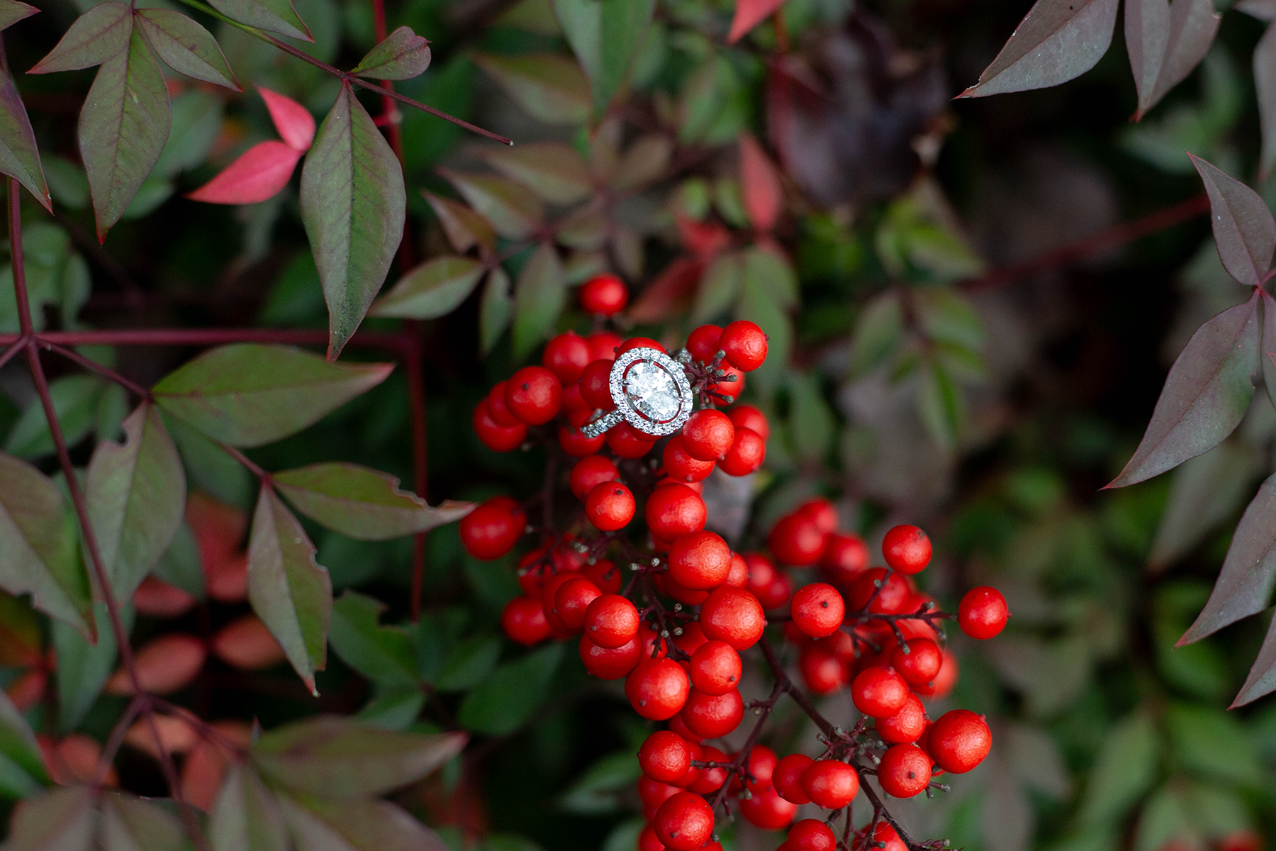 Engagement photos in Greenville, SC | Christine Scott Photography