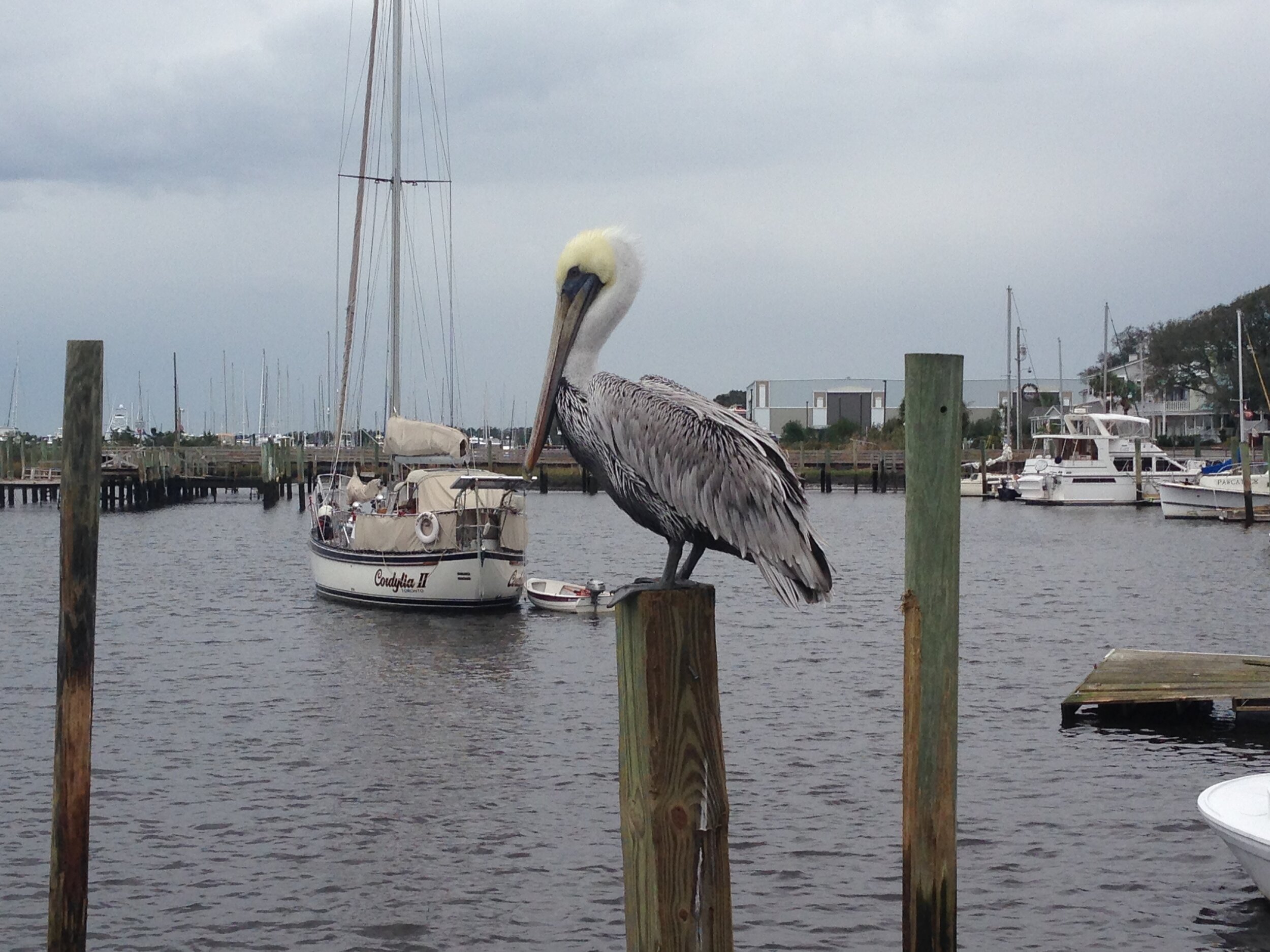 Pelican at potters.jpeg