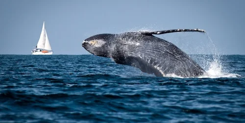 whale_tours.jpg