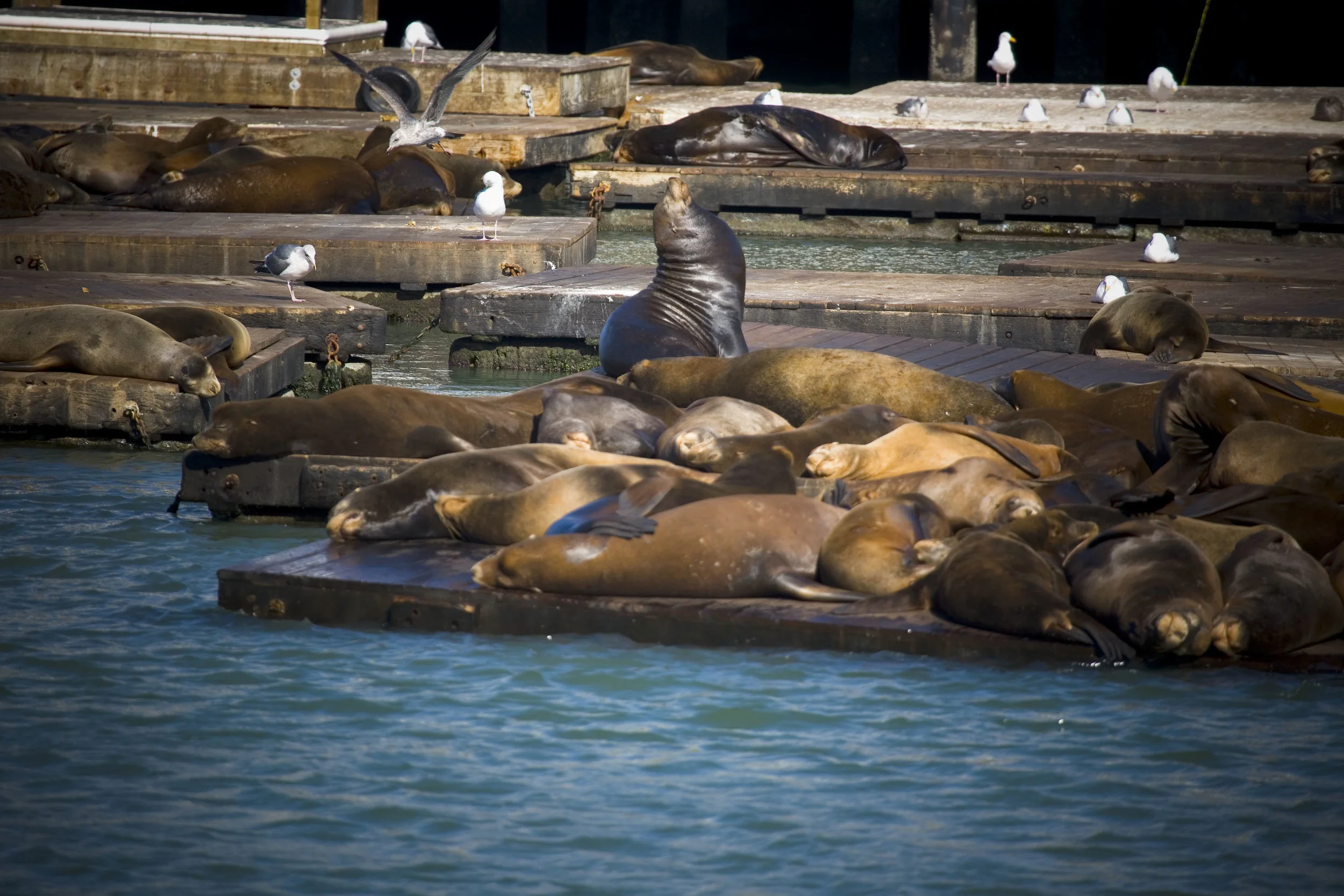 sleeping sealions2.jpg