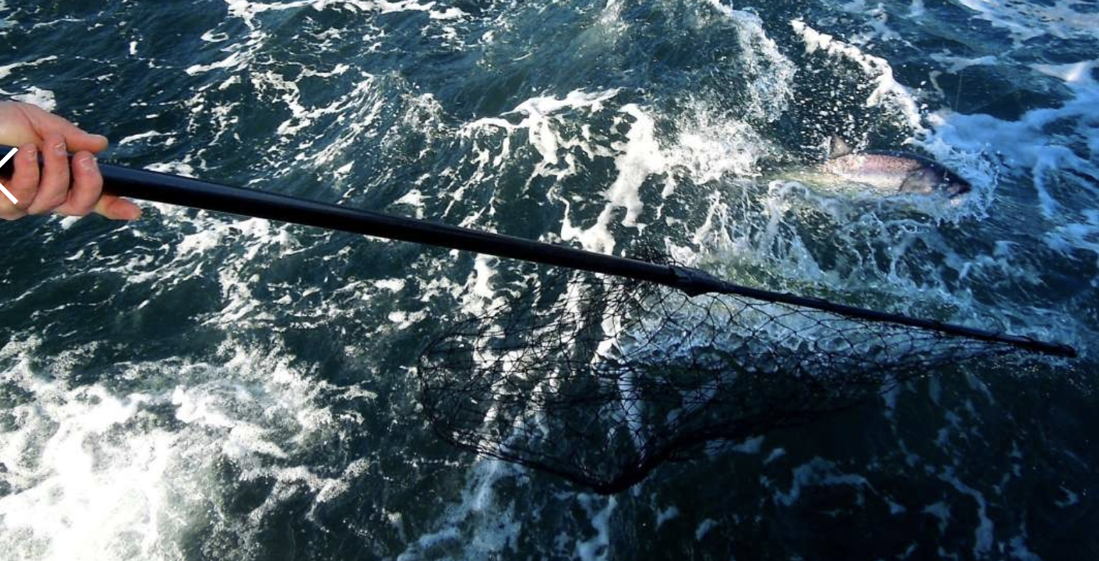 San Francisco Chronicle - Salmon, Striped Bass, Top Surprise Fishing Bonanza in Bay Area