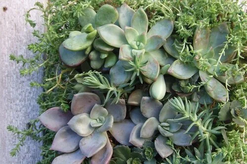 Vertical Gardening Class at Succulence