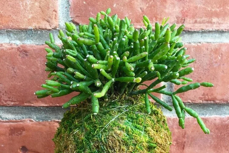 KOKEDAMA CLASS AT SUCCULENCE