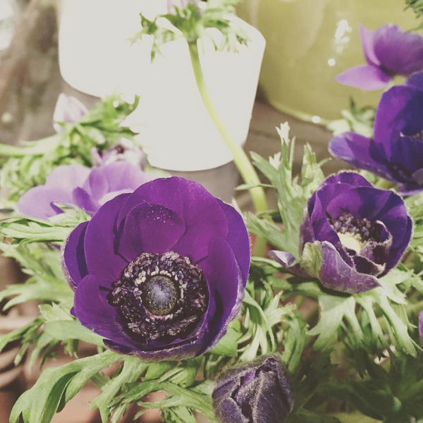 These purple anemones are beautiful!