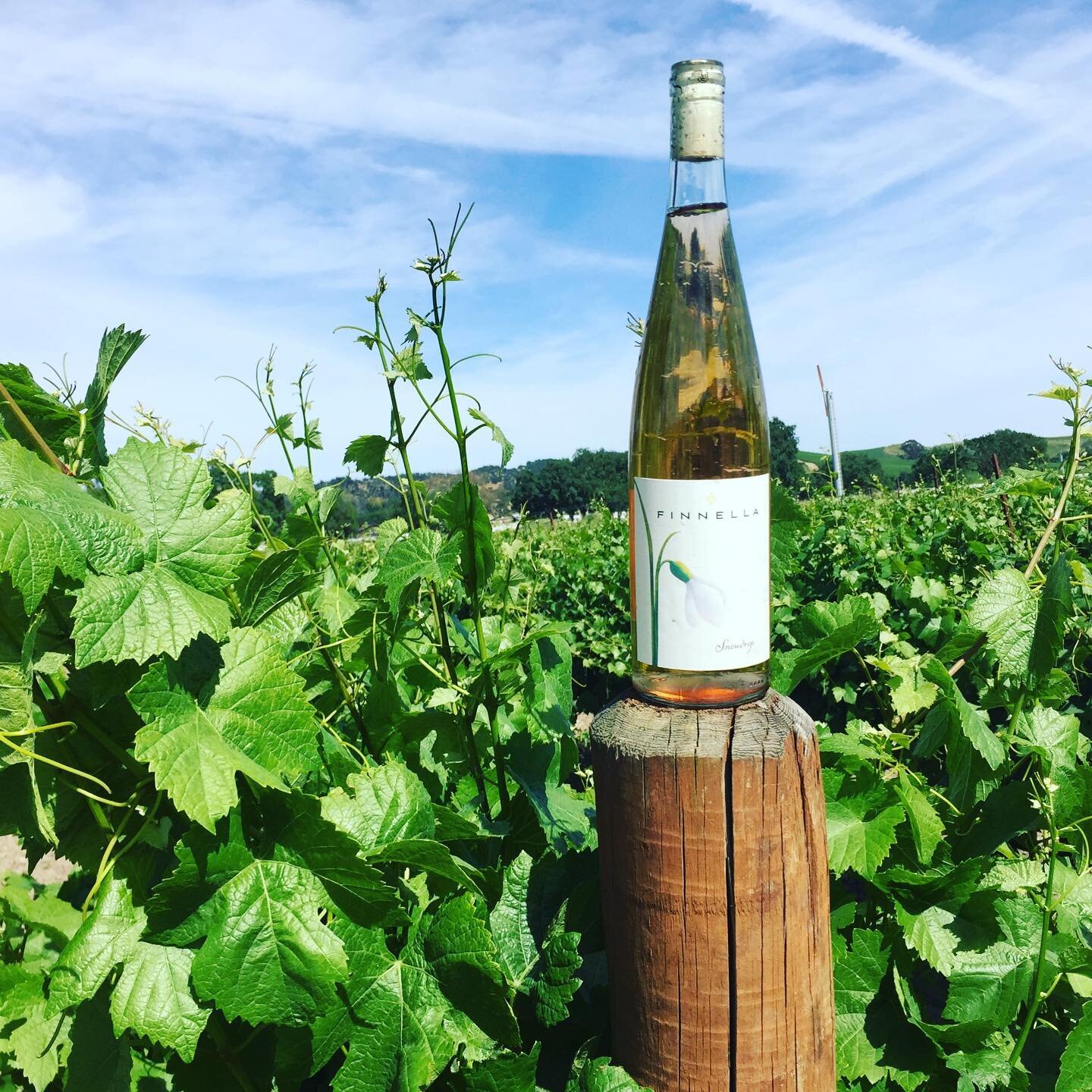 It&rsquo;s shaping up to be a lovely weekend in wine country. Enjoy a little Snowdrop ros&eacute;. (link in bio)
#grapes #vine #vines #vineyard #winelovers #winetime #wineoclock #winetasting #winelife #wineglass #winecollection #drink #drinkstagram #