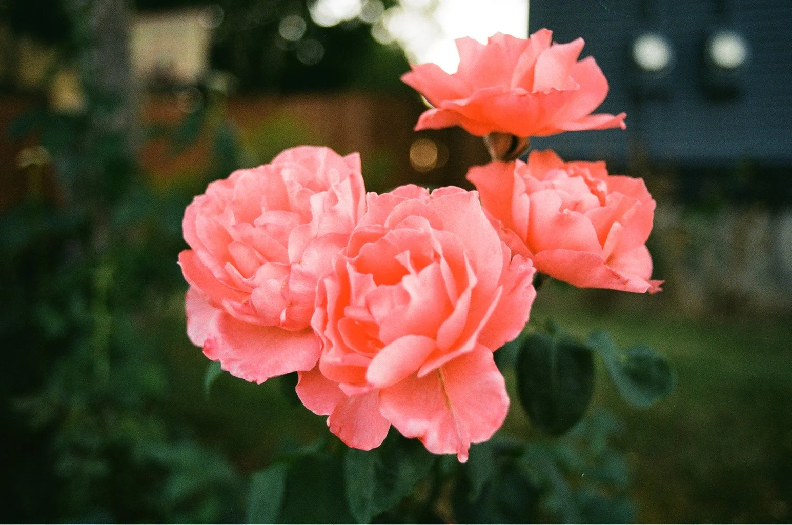 13_RoseCity.jpg