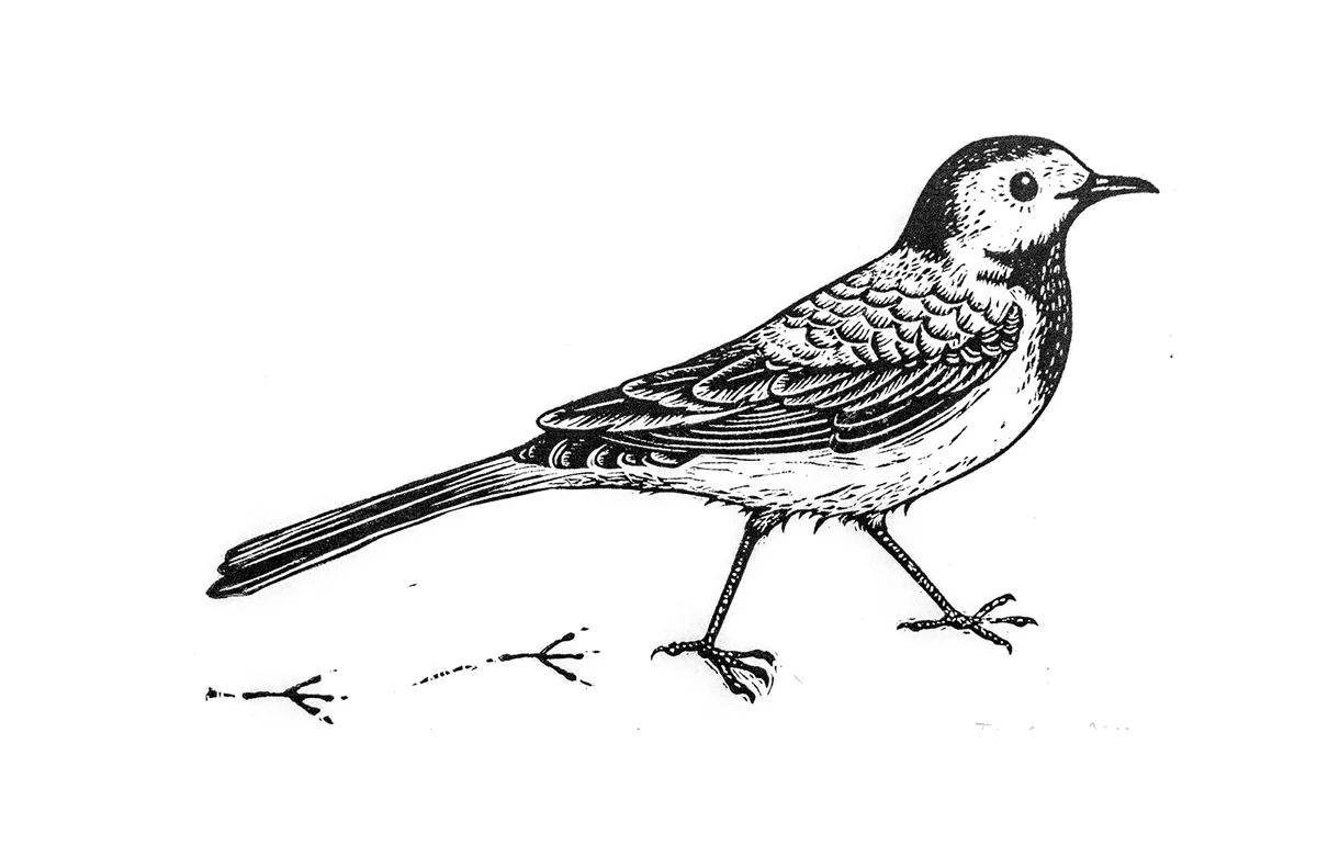 Linocut of a white wagtail. Limited edition of 20. Year 2015.