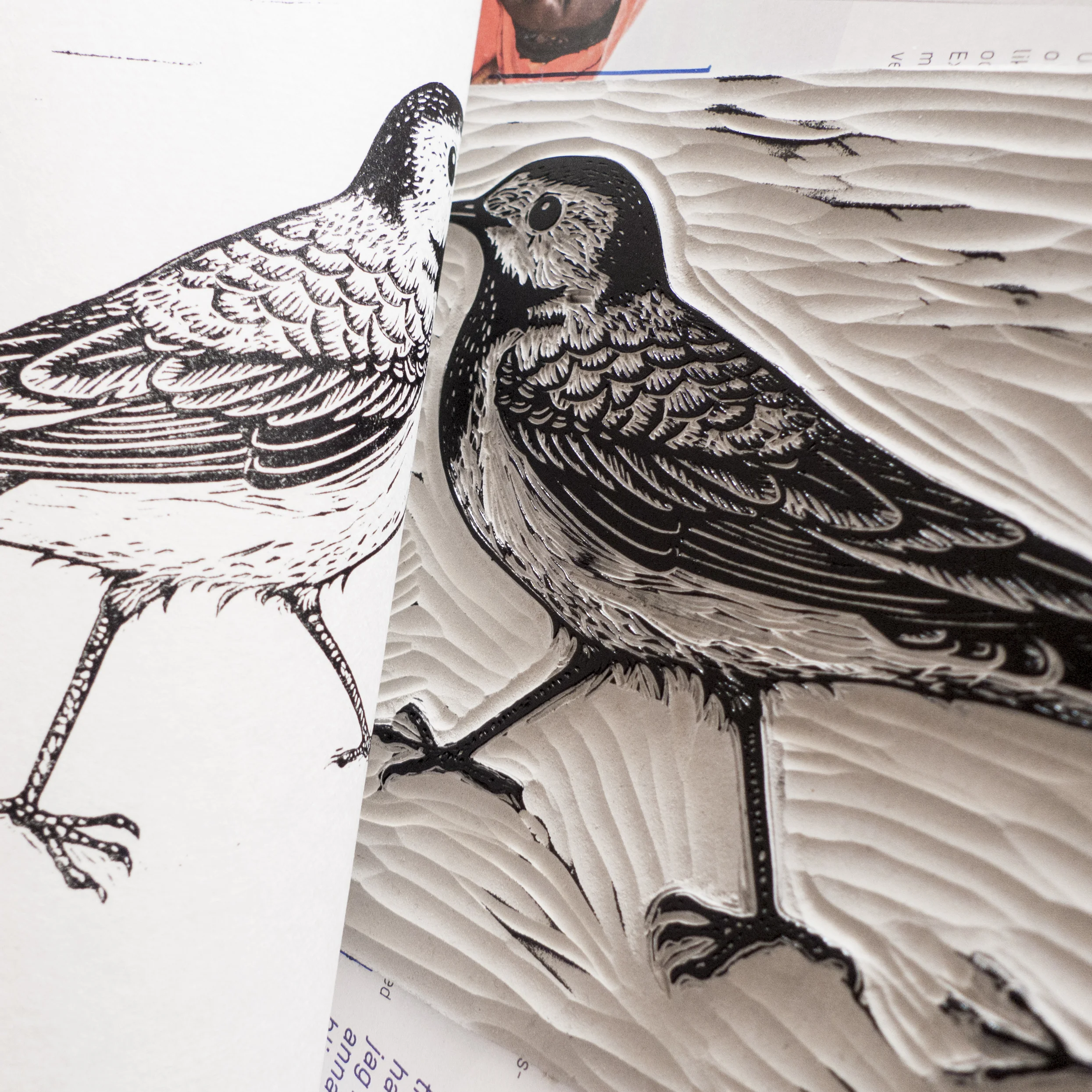 Linocut of a white wagtail. Limited edition of 20. Year 2015.