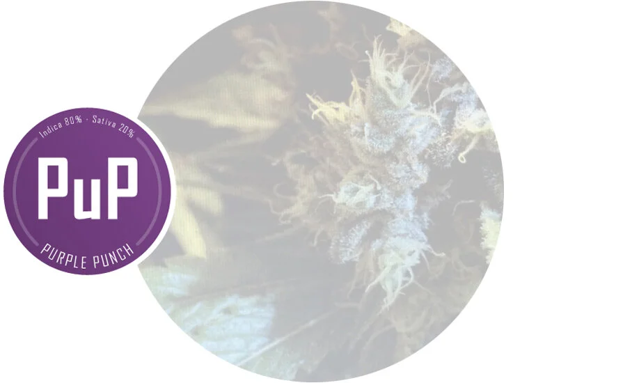 IMG_strain_PurplePunch_000.jpg