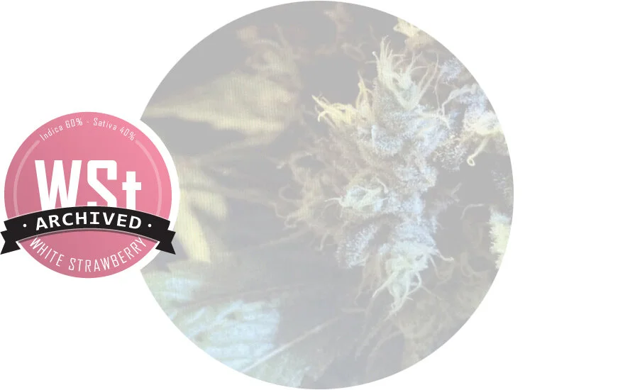 IMG_strain_WhiteStrawberry_archived.jpg