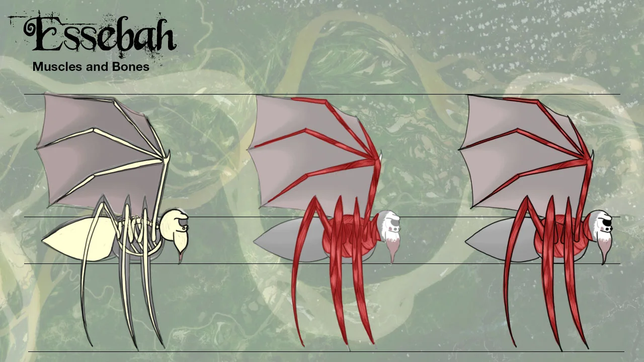 essebah_muscle-bones.jpg